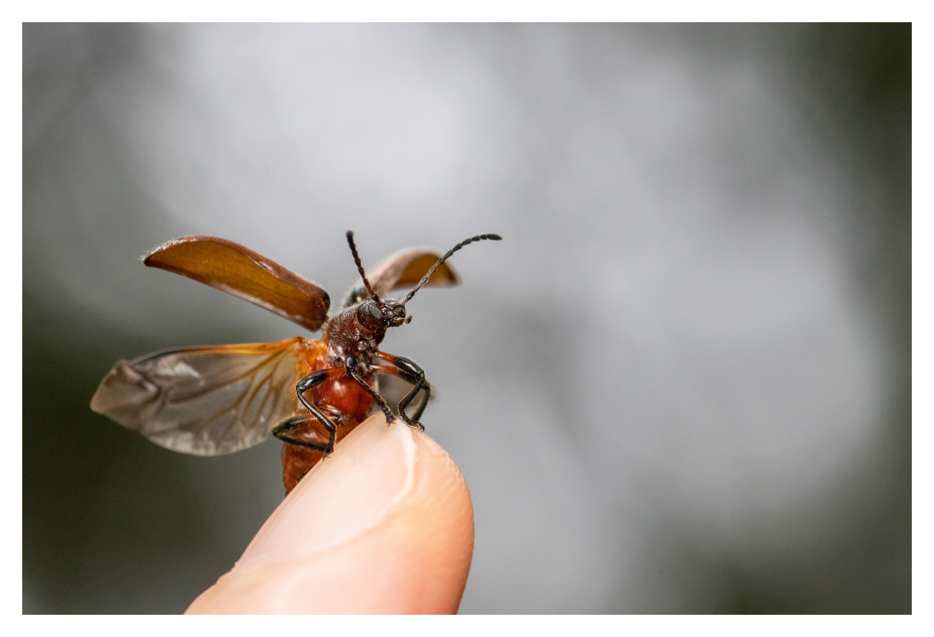 Honeybrown beetle