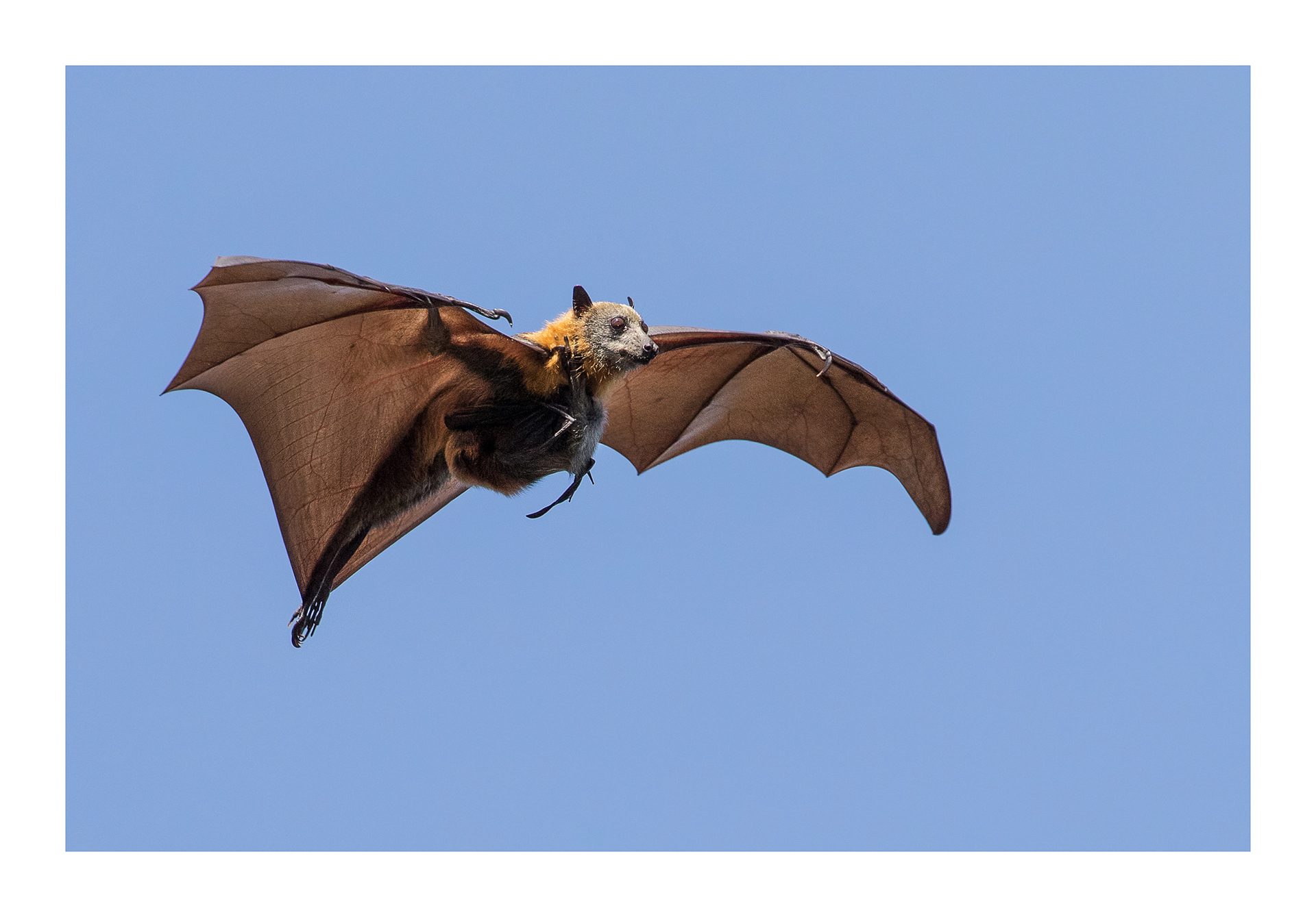 Grey-headed flying fox