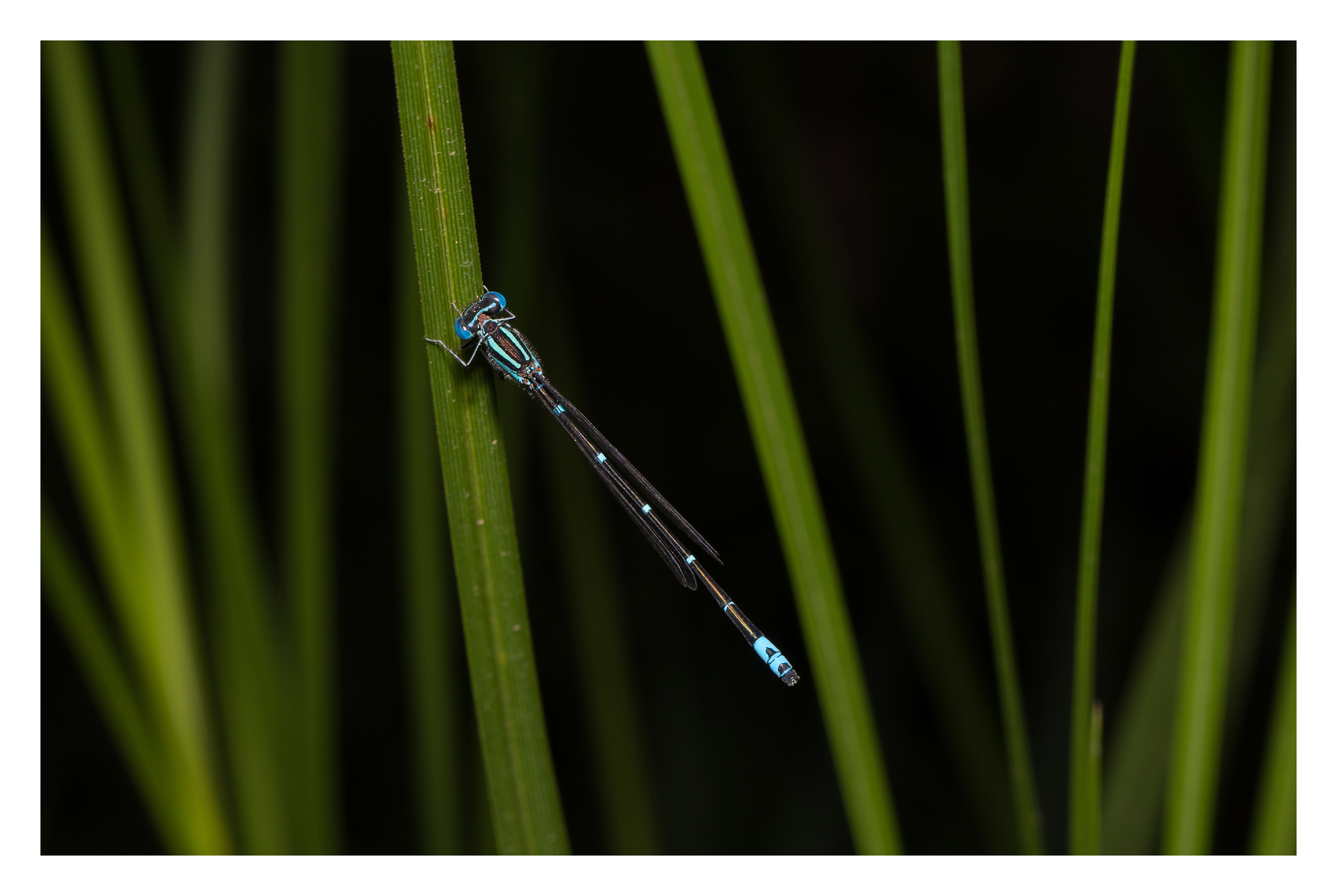 Common bluetail