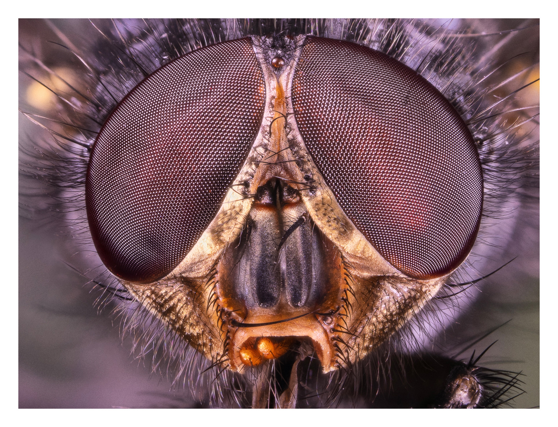 Calliphora vomitoria