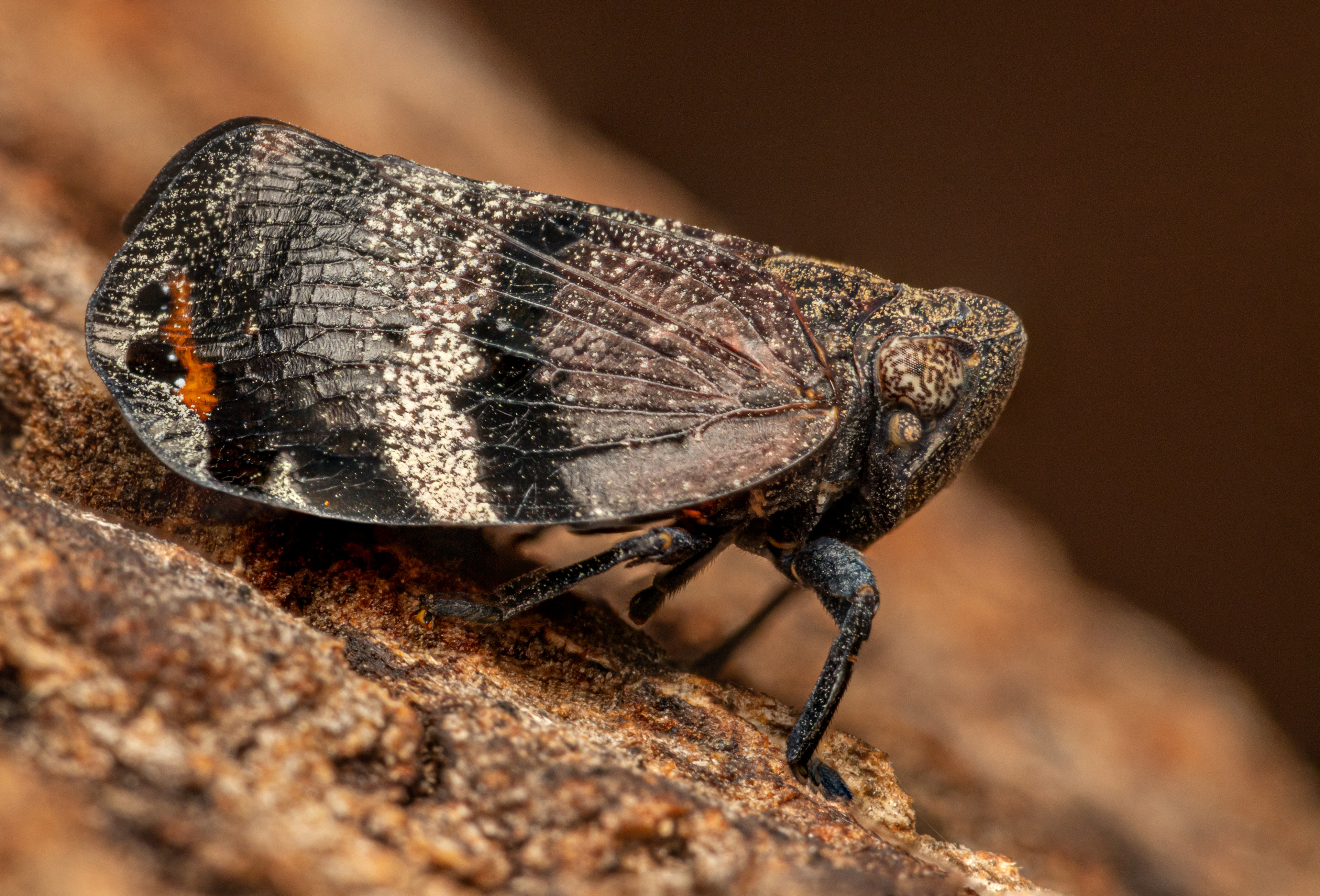 Gum Hopper ( Platybrachys sp. )