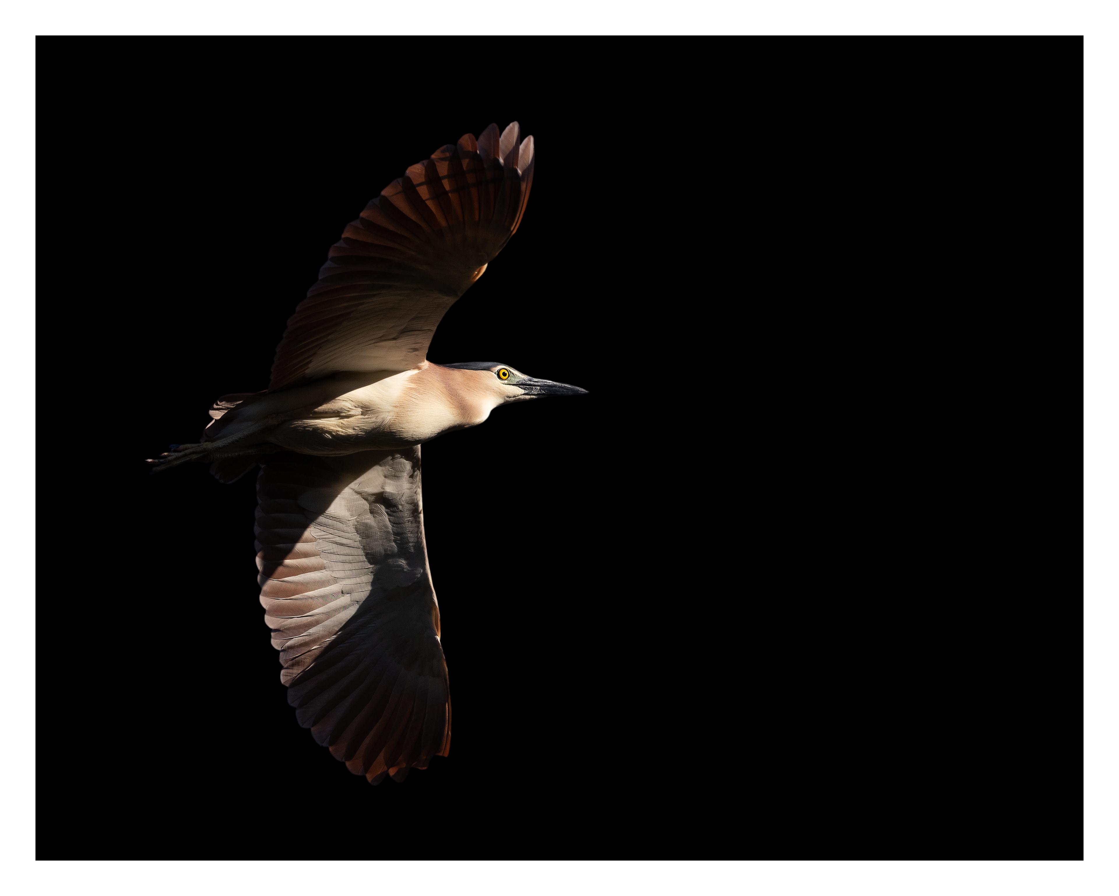 Nankeen night heron