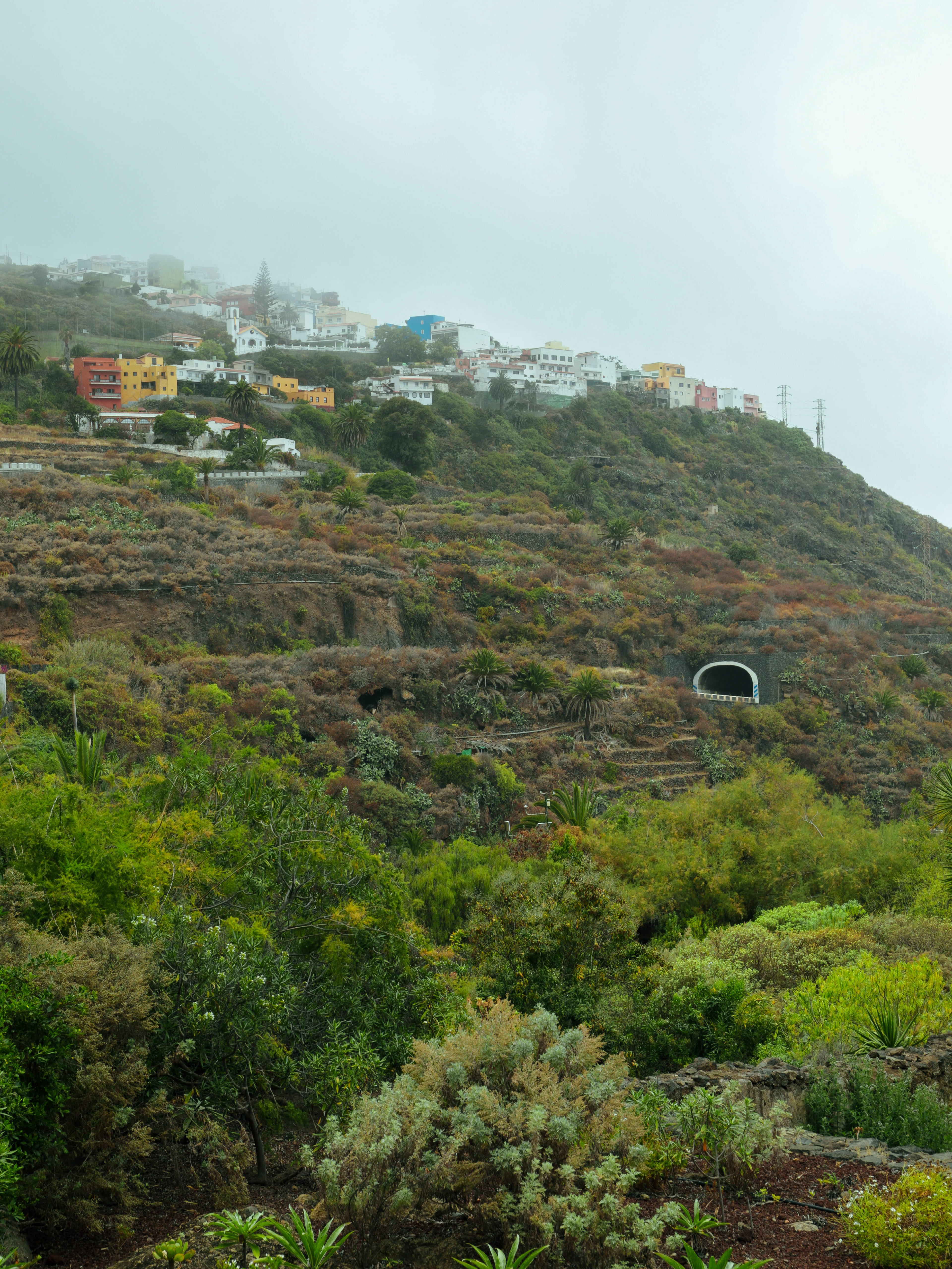 Tenerife - Parque del Drago