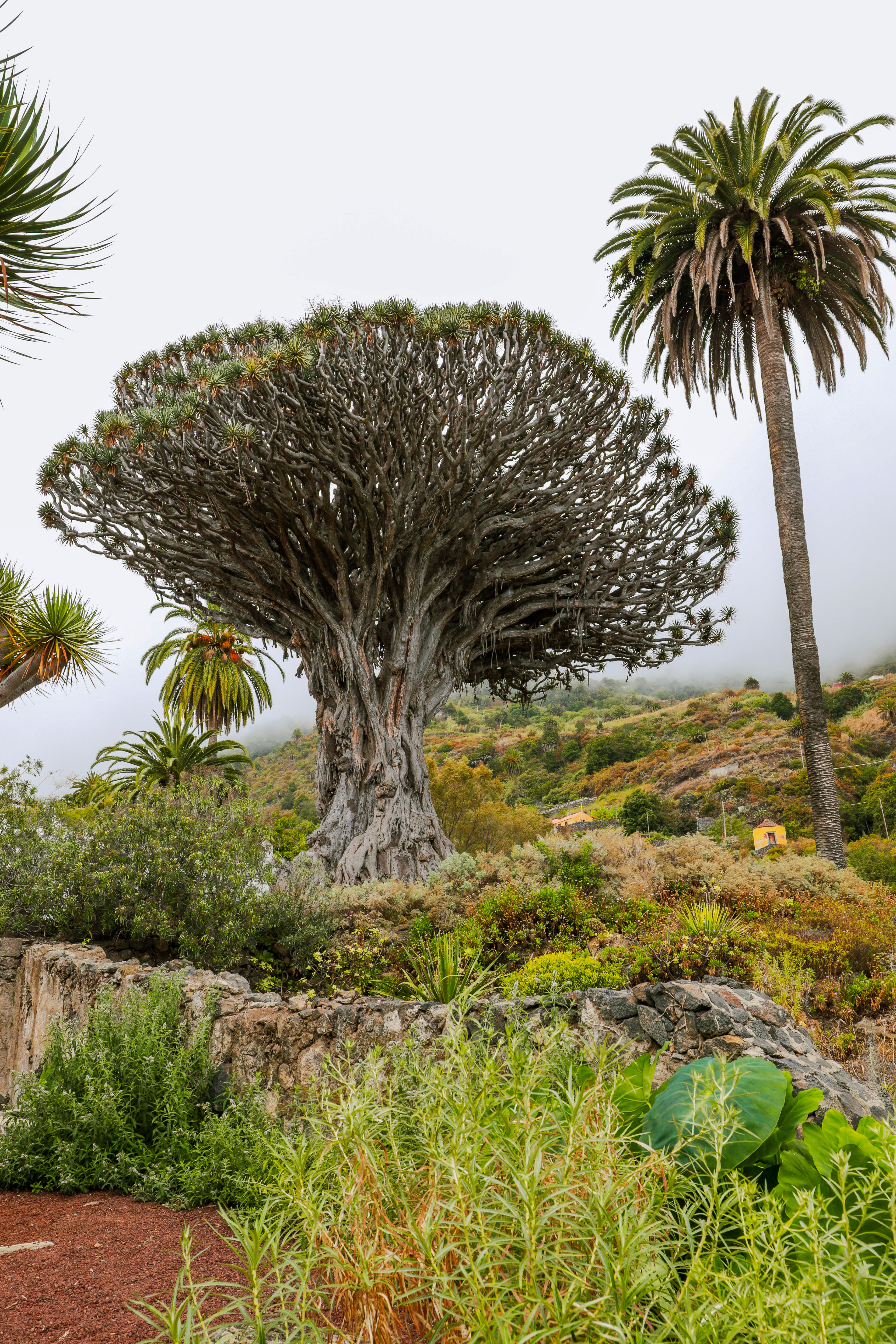 Tenerife - Parque del Drago
