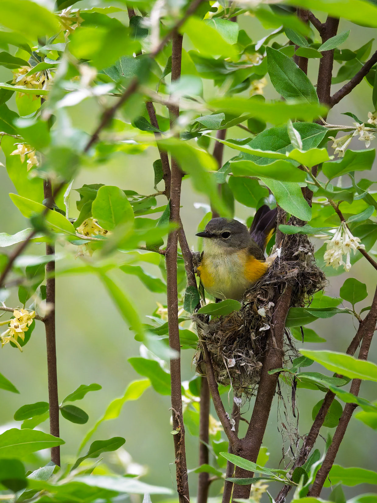 American Redstart