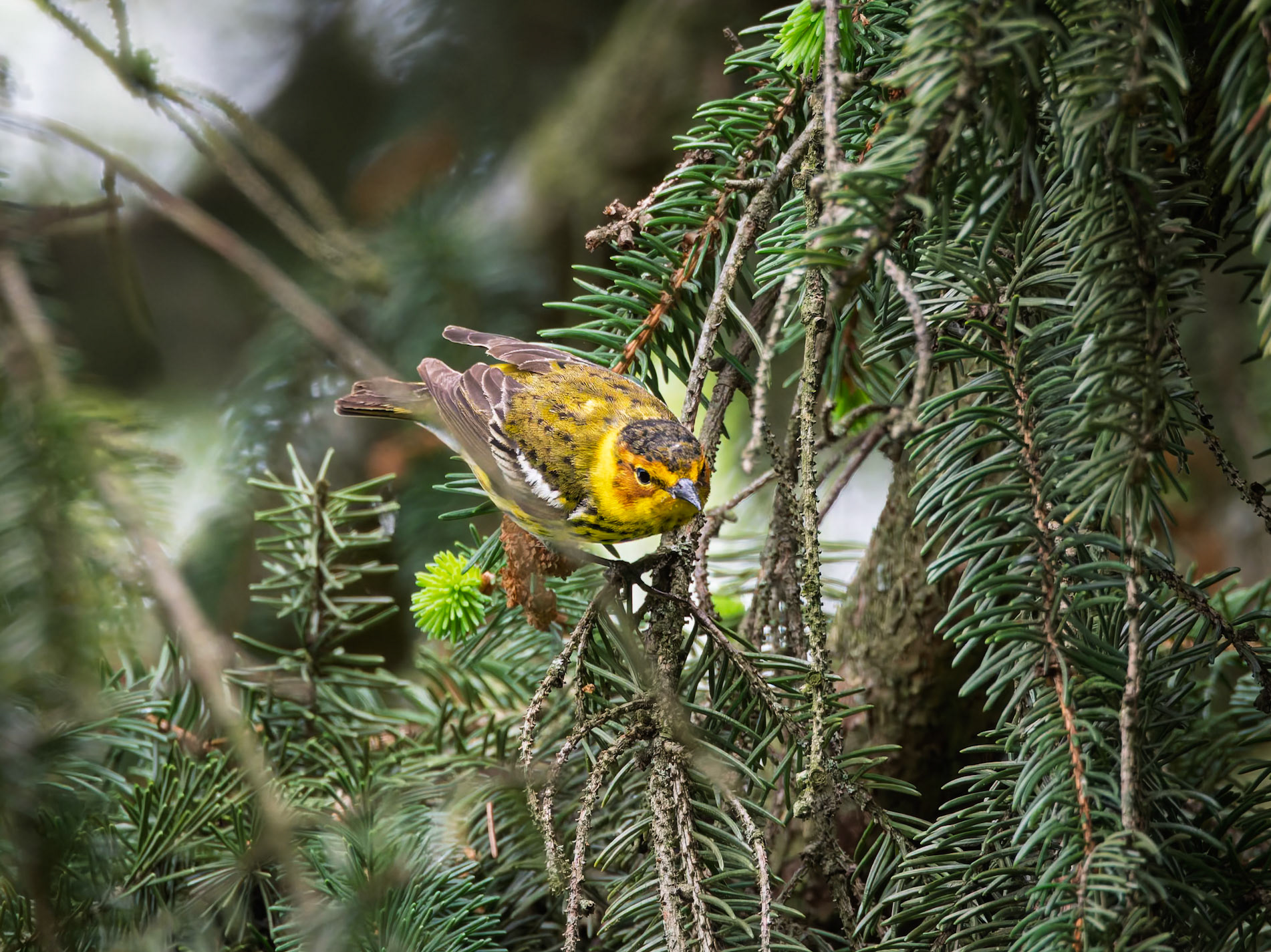 Cape May Warbler