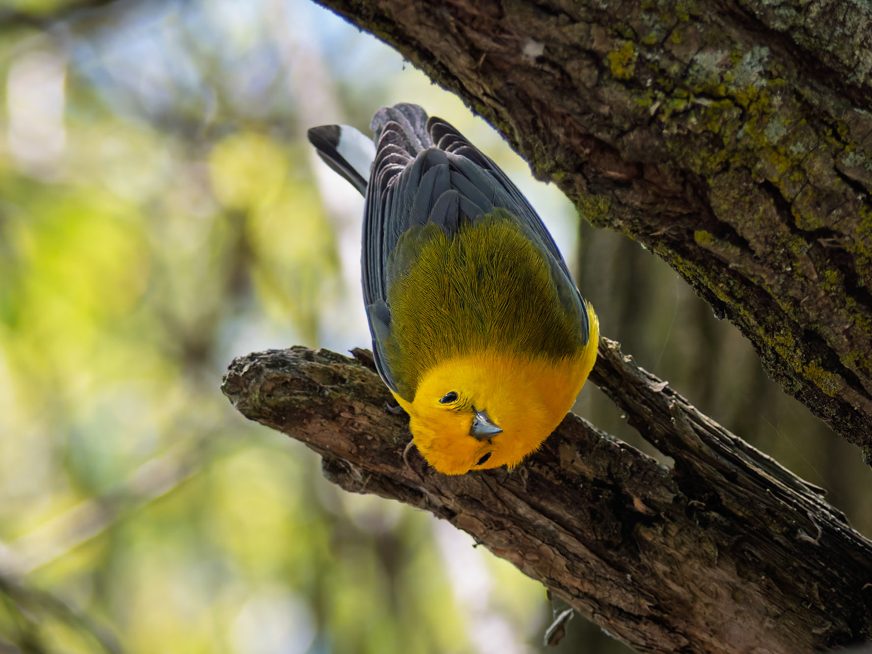 Prothonotary Warbler