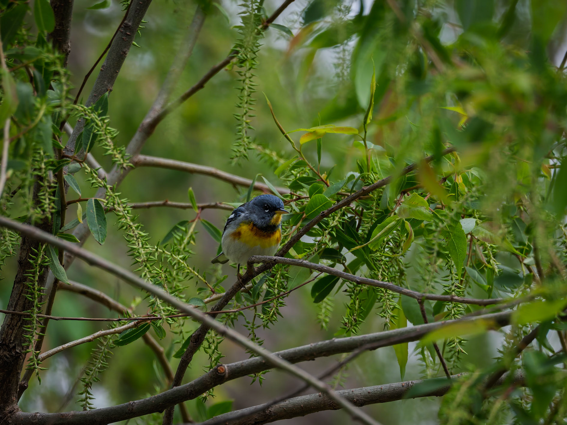 Northern Parula