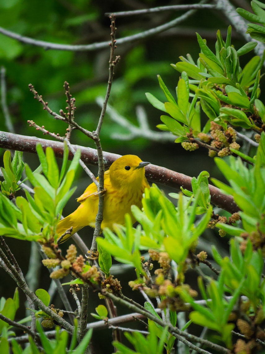 Yellow Warbler