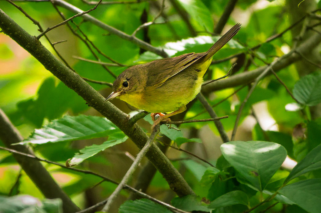 Nashville Warbler