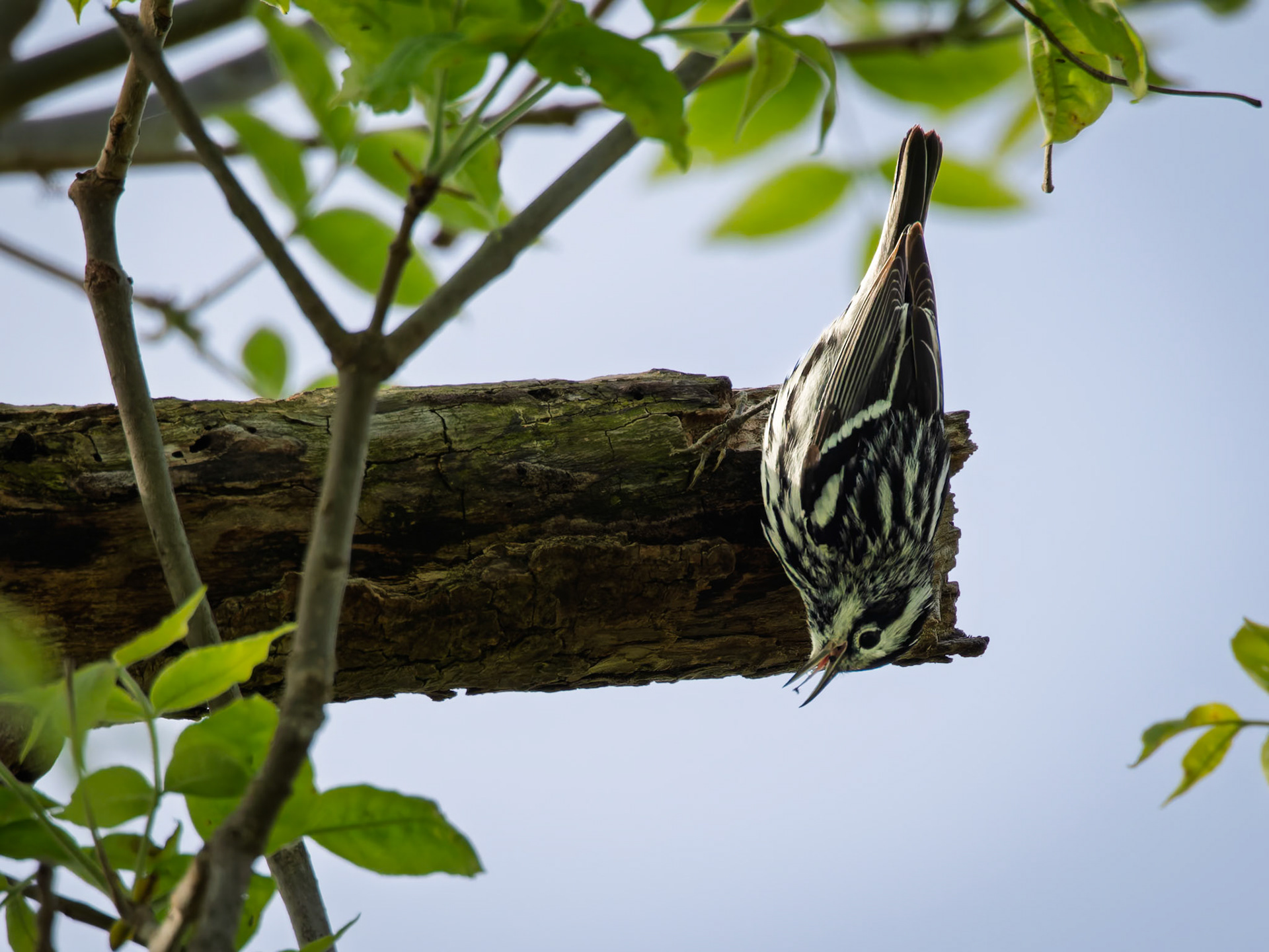 Black-and-white Warbler