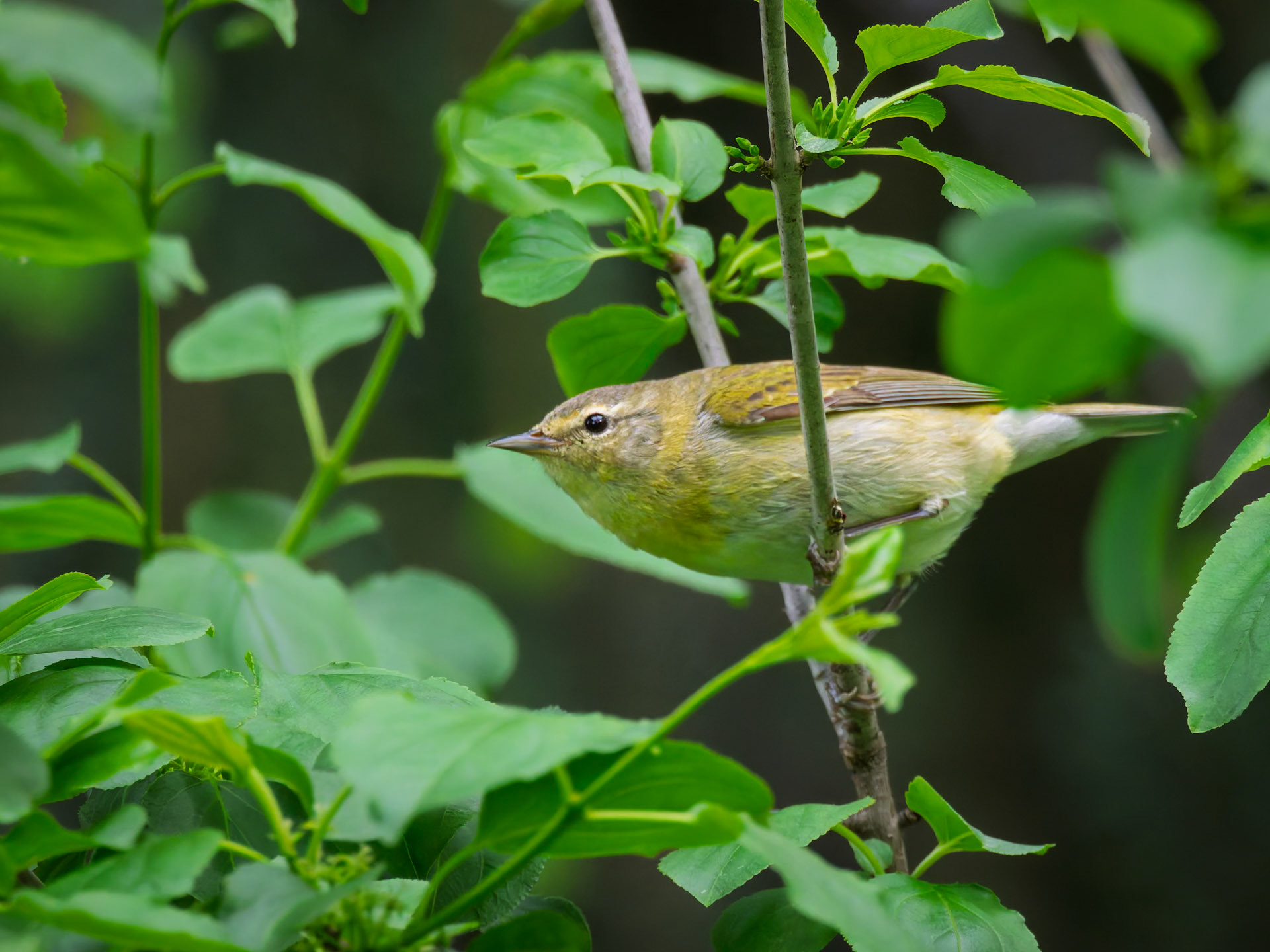 Tennessee Warbler