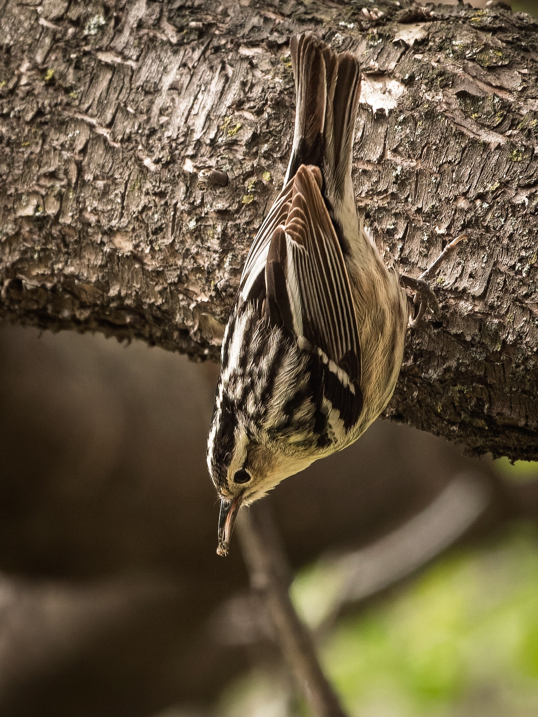 Black-and-white Warbler