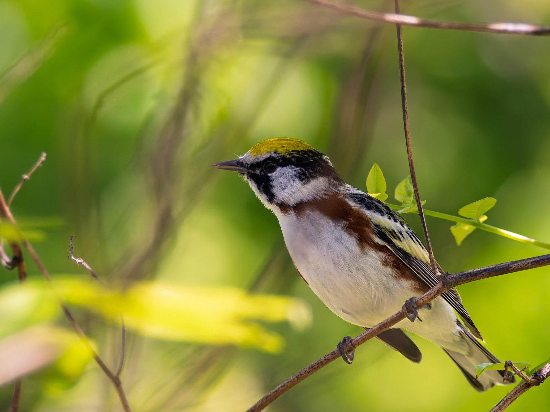 Chestnut-sided Warbler
