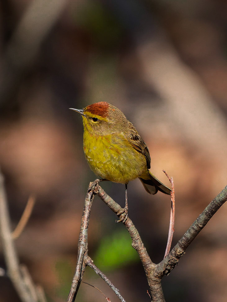 Nashville Warbler