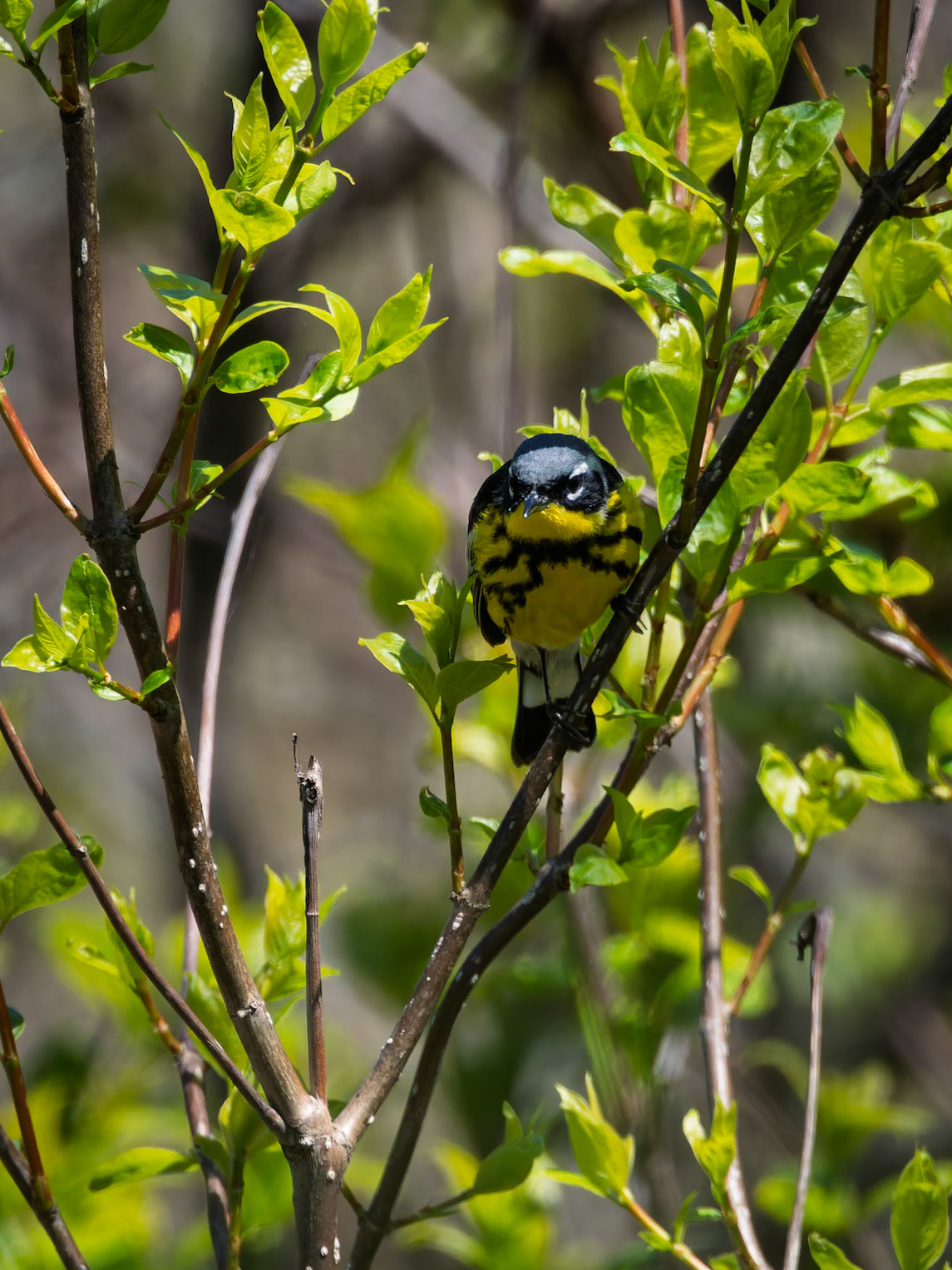 Magnolia Warbler