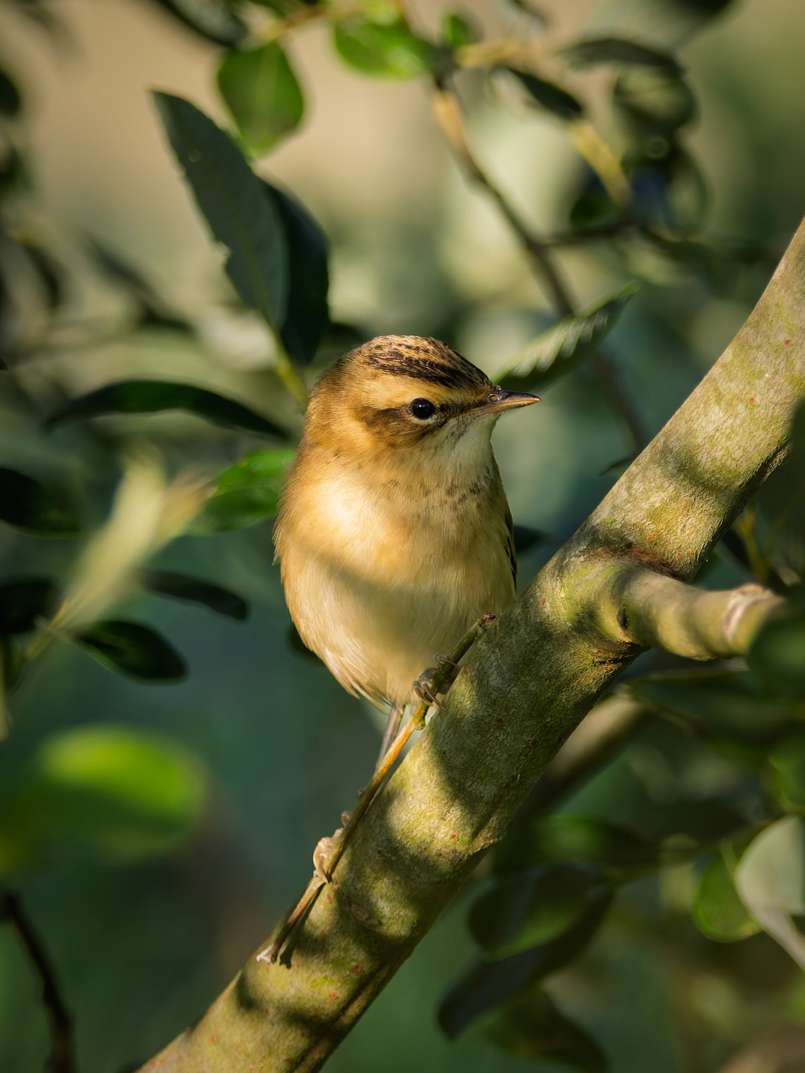 Sedge Warbler