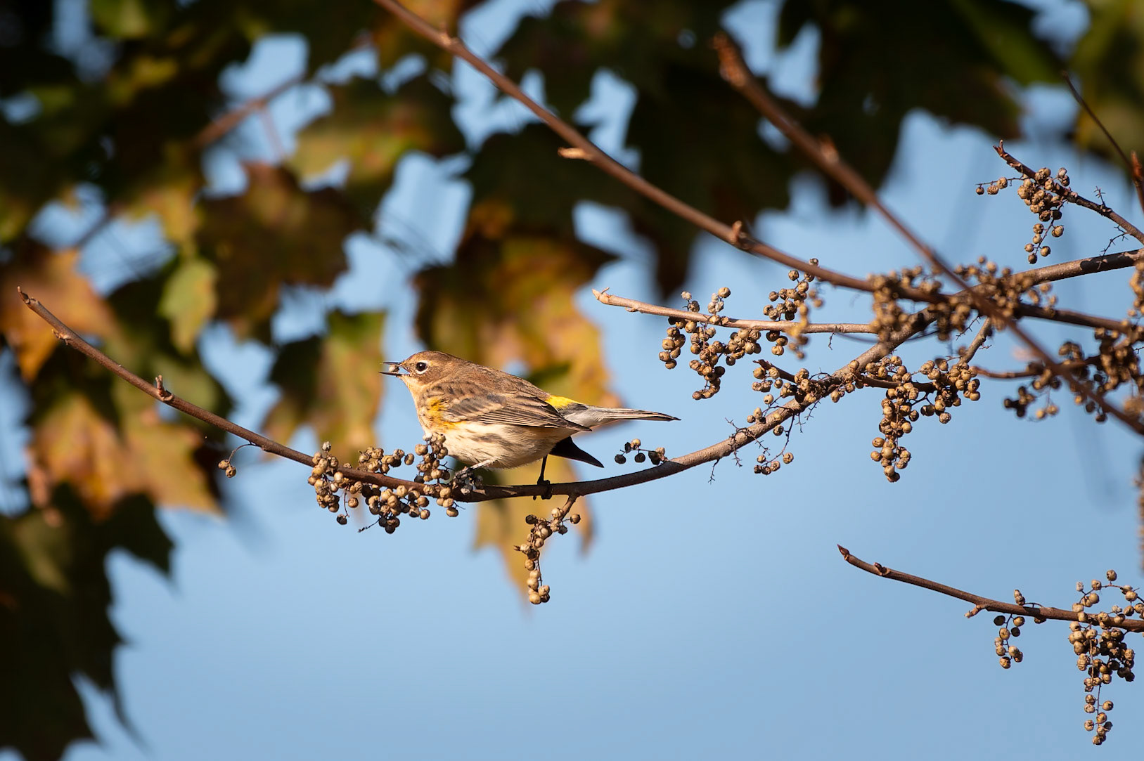 Yellow-rumped Warbler