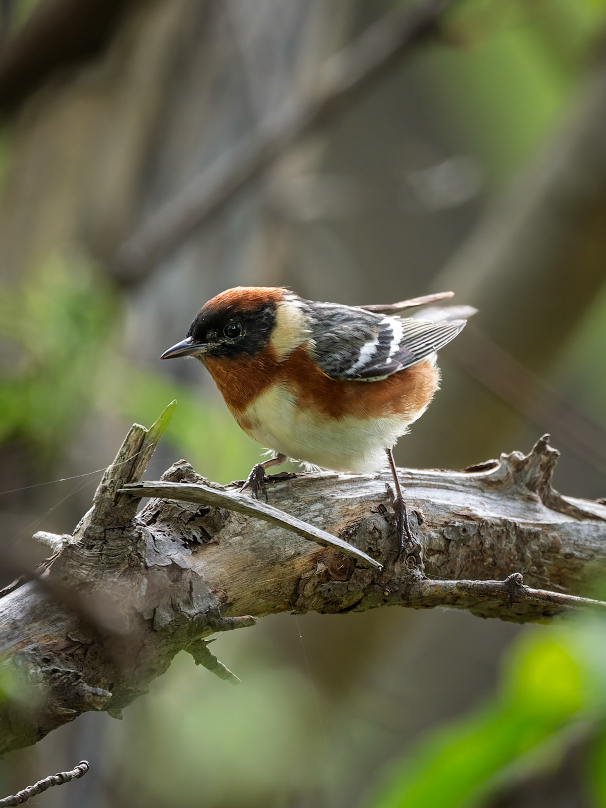 Bay-breasted Warbler