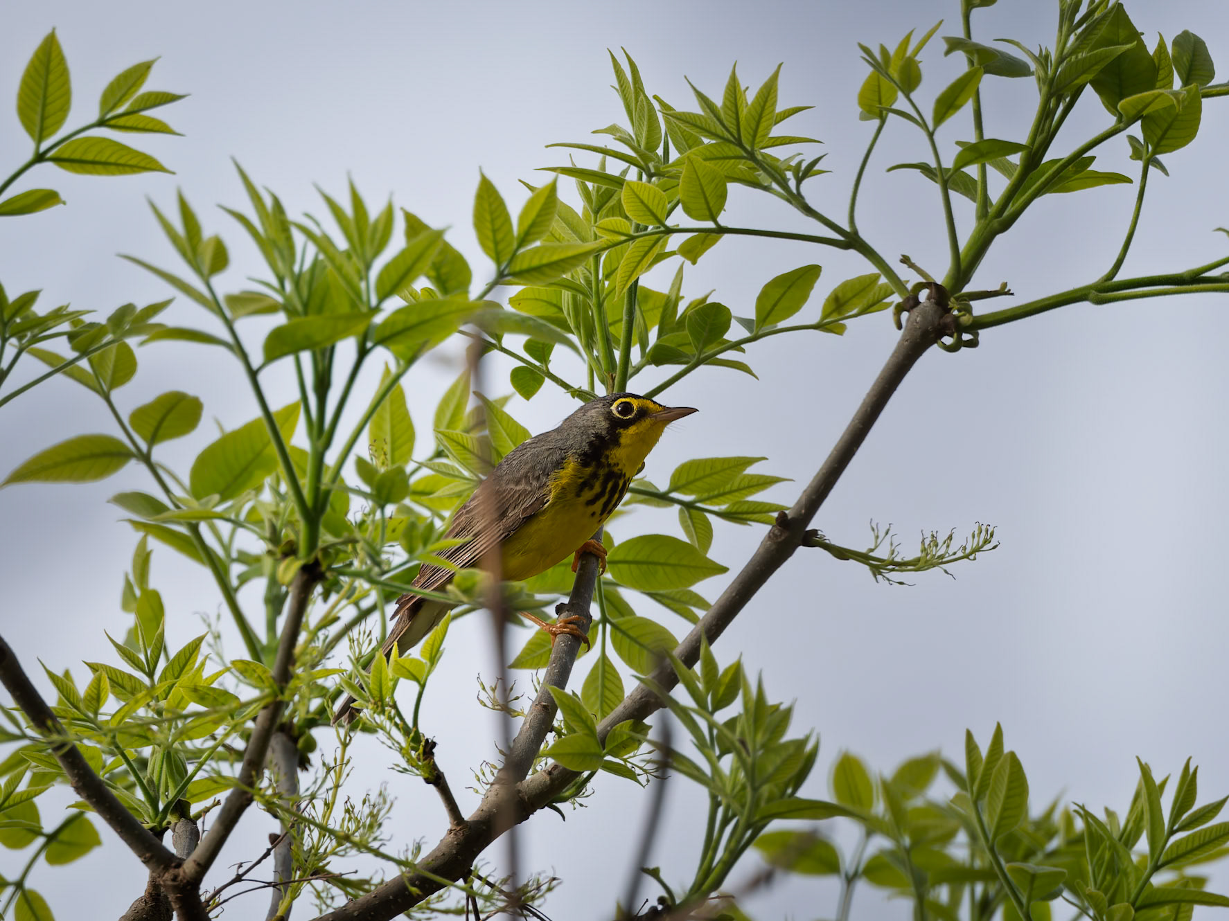 Canada Warbler