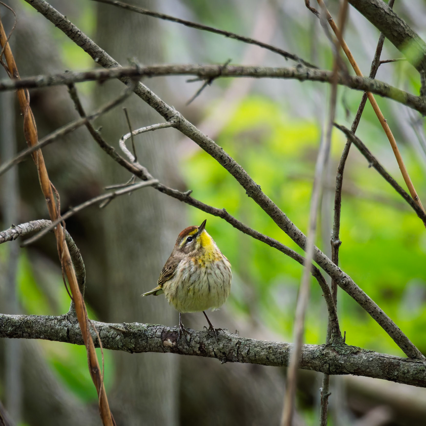 Palm Warbler