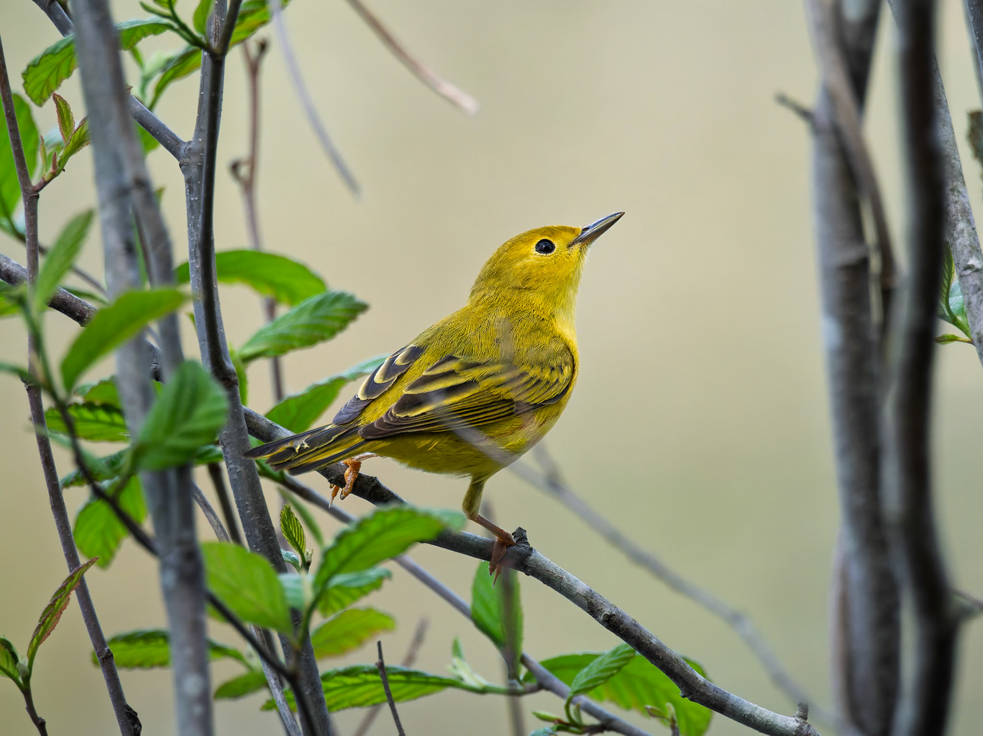 Yellow Warbler
