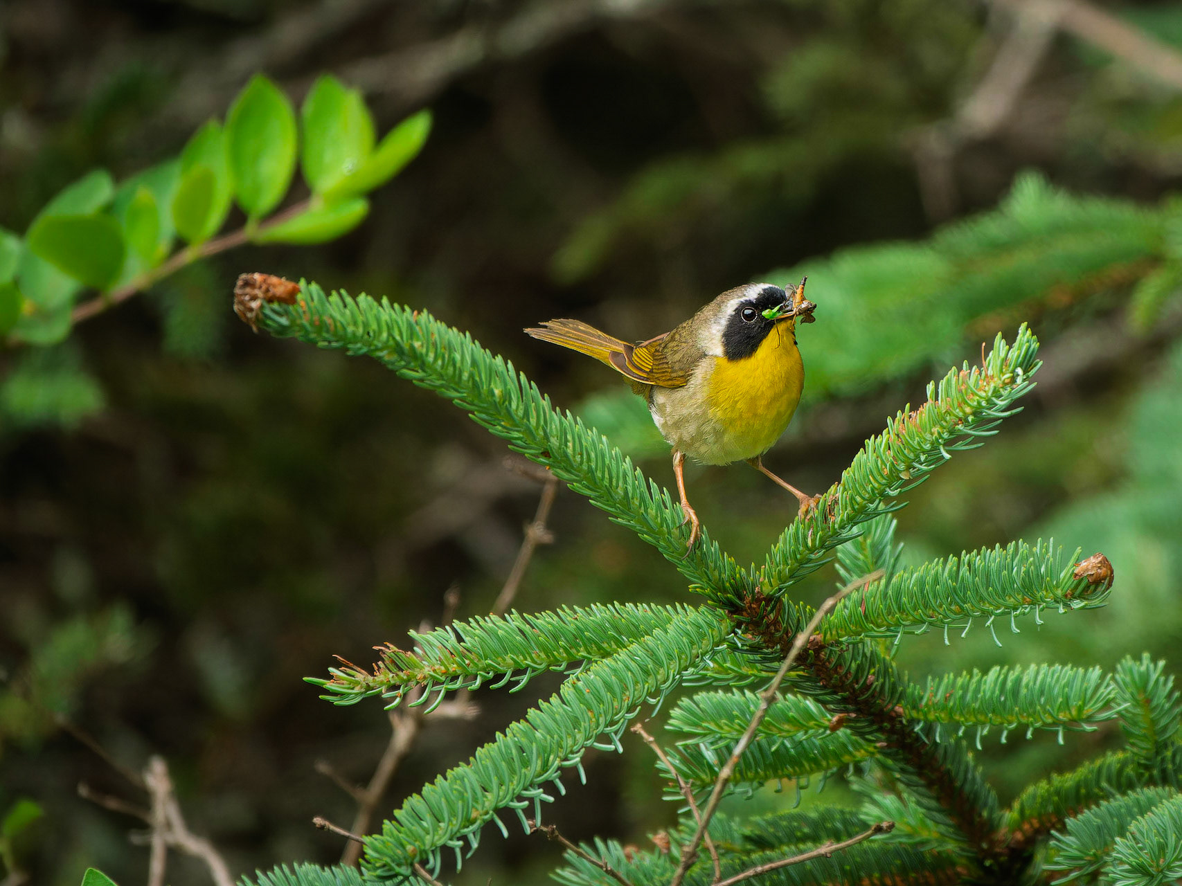 Common Yellowthroat