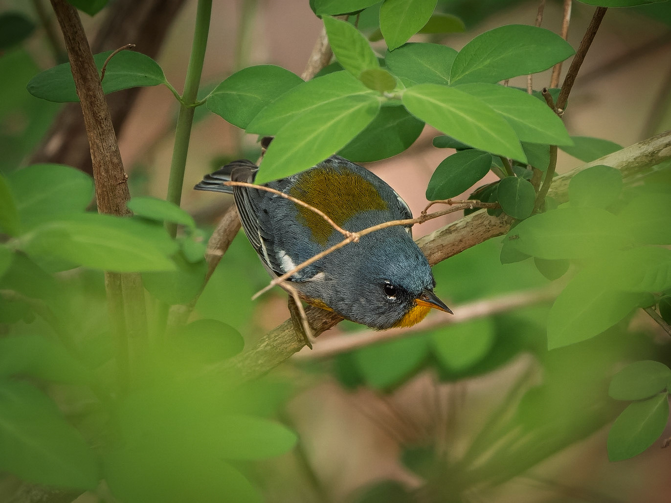 Northern Parula