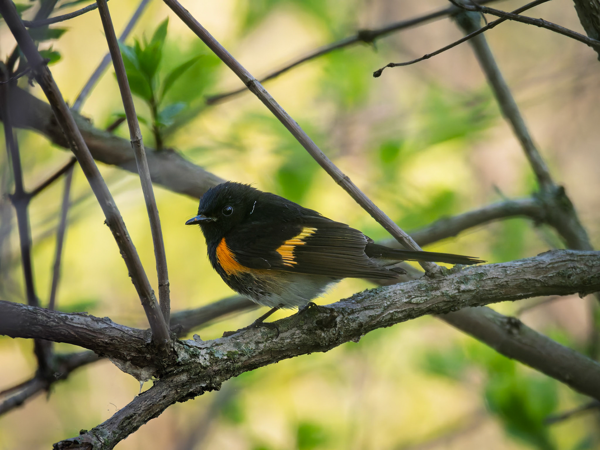 American Redstart
