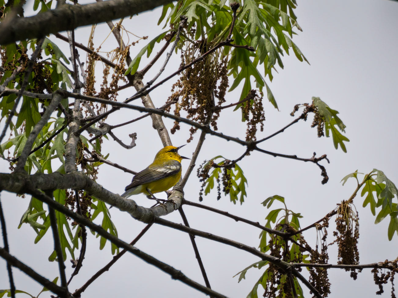 Blue-winged Warbler
