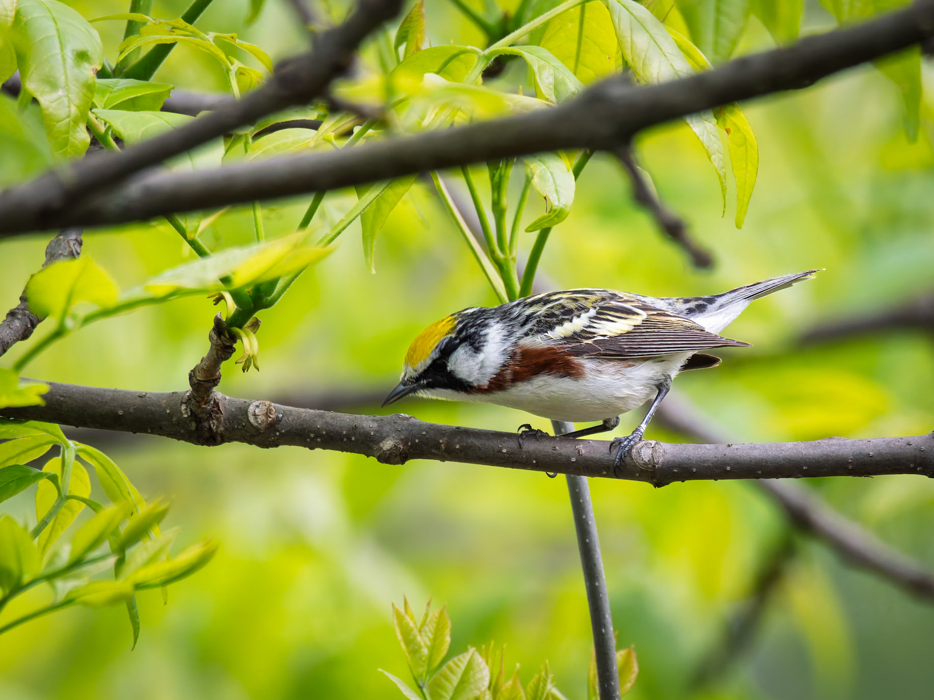 Chestnut-sided Warbler