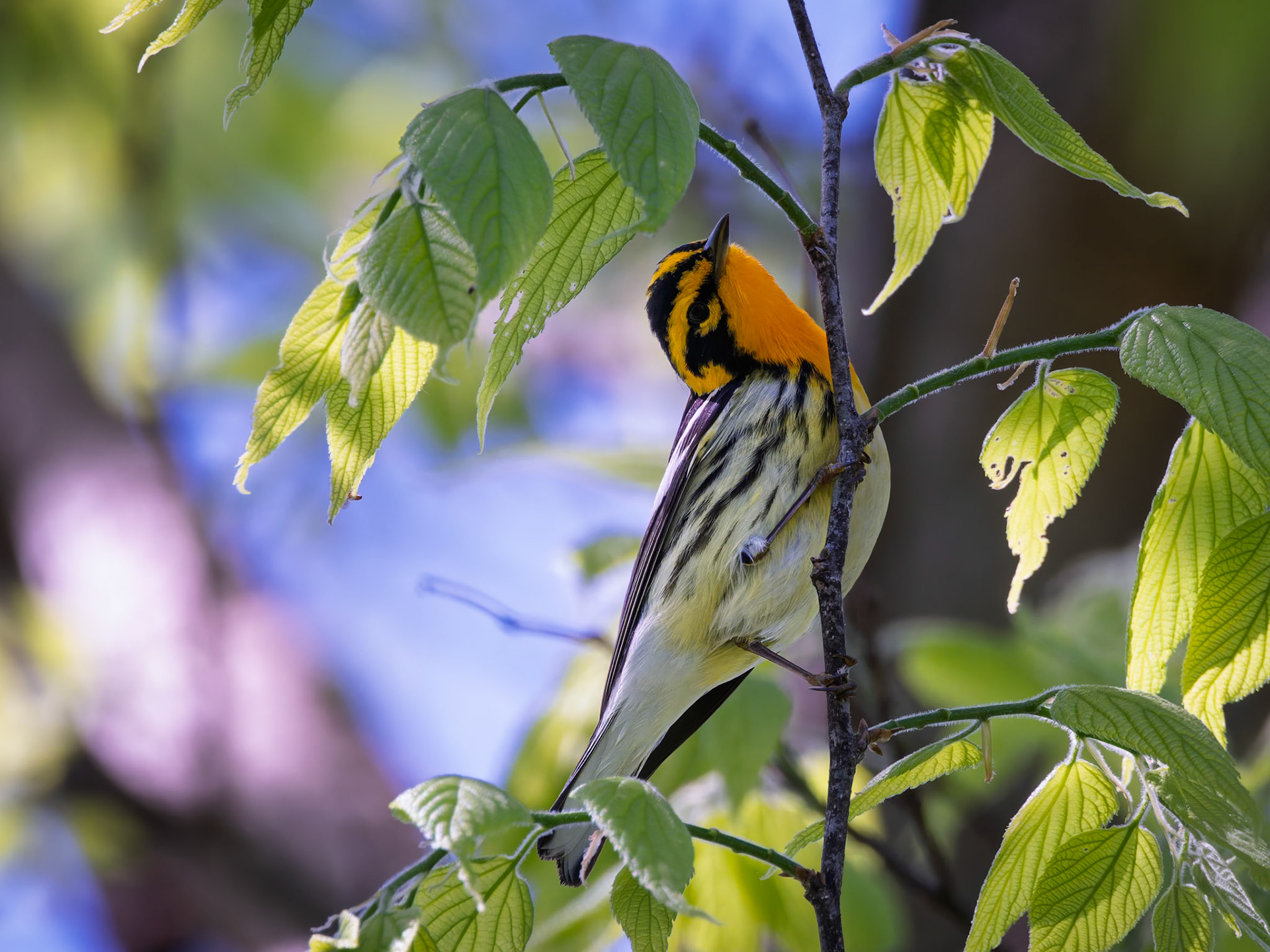 Blackburnian Warbler