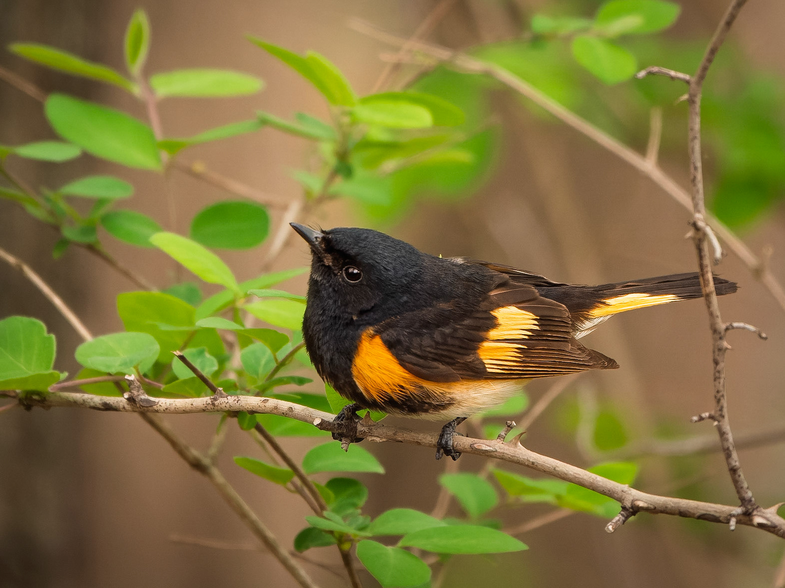 American Redstart