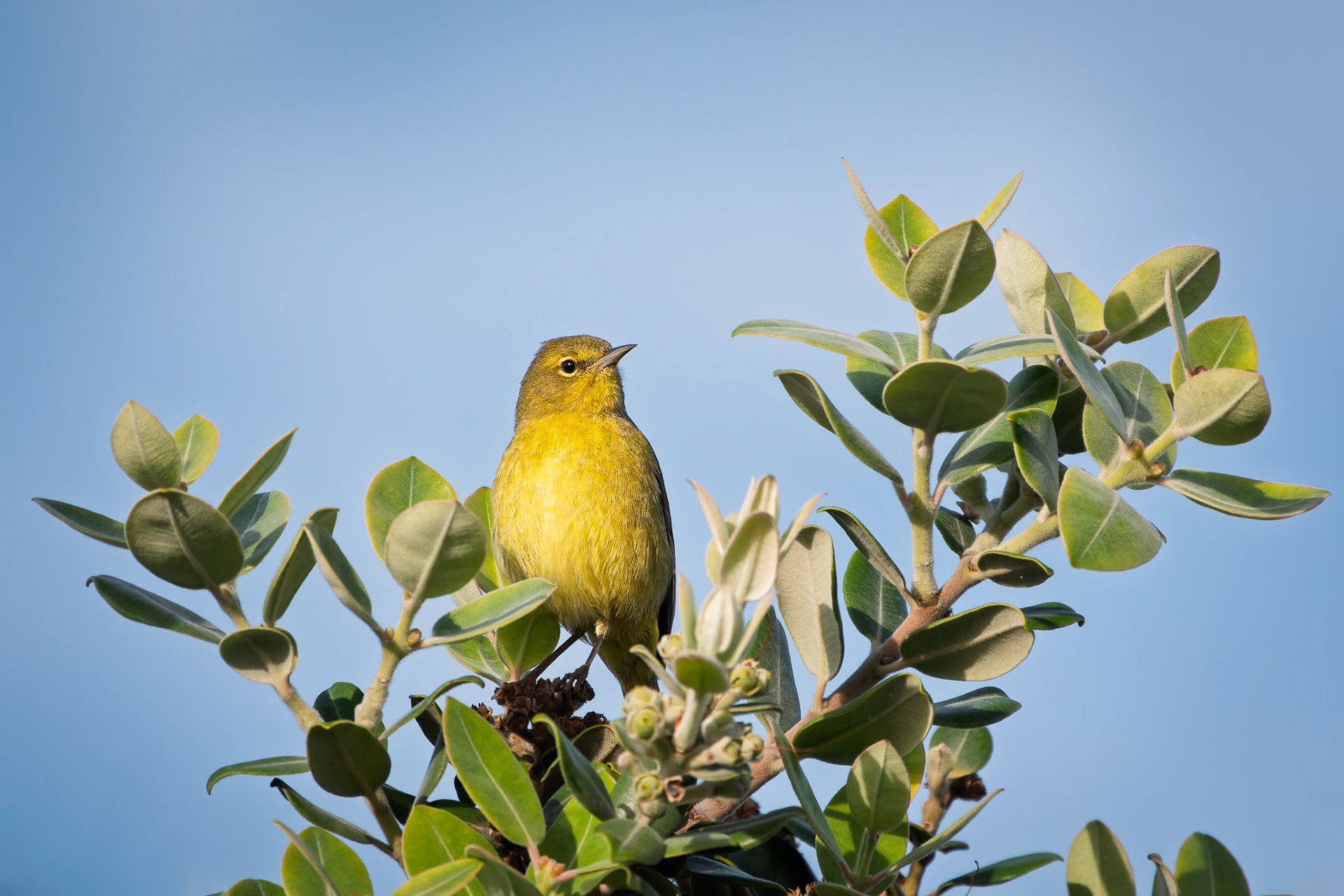 Orange-crowned Warbler