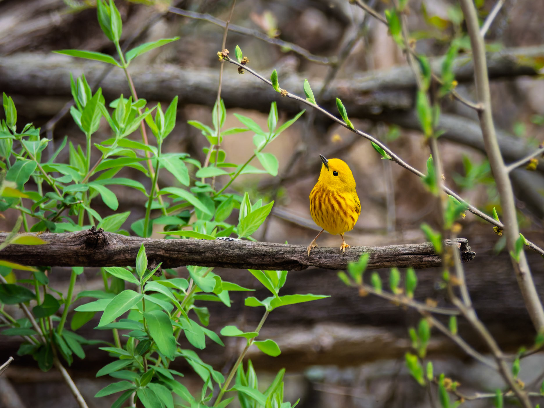 Yellow Warbler