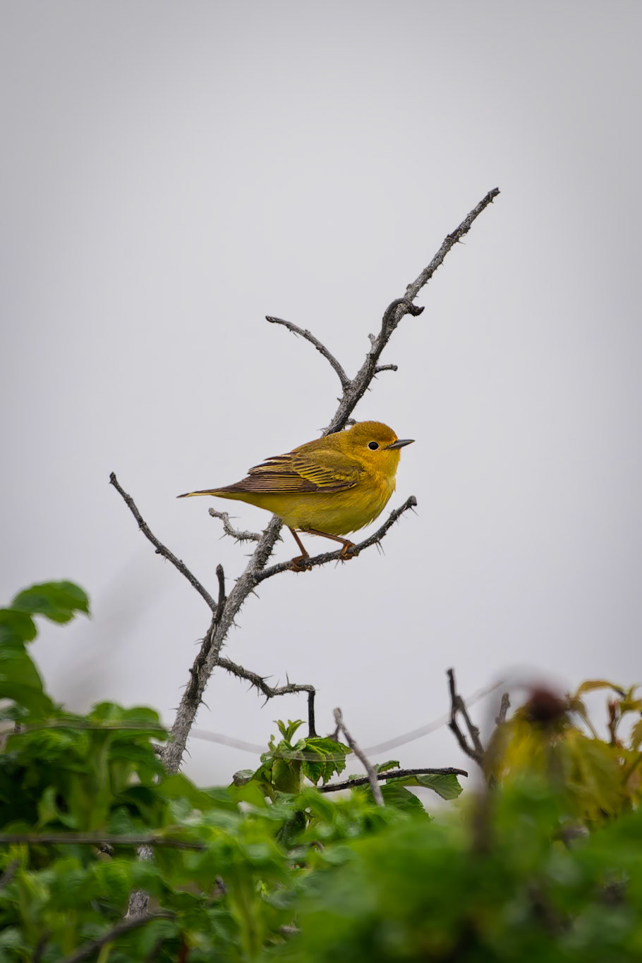 Yellow Warbler