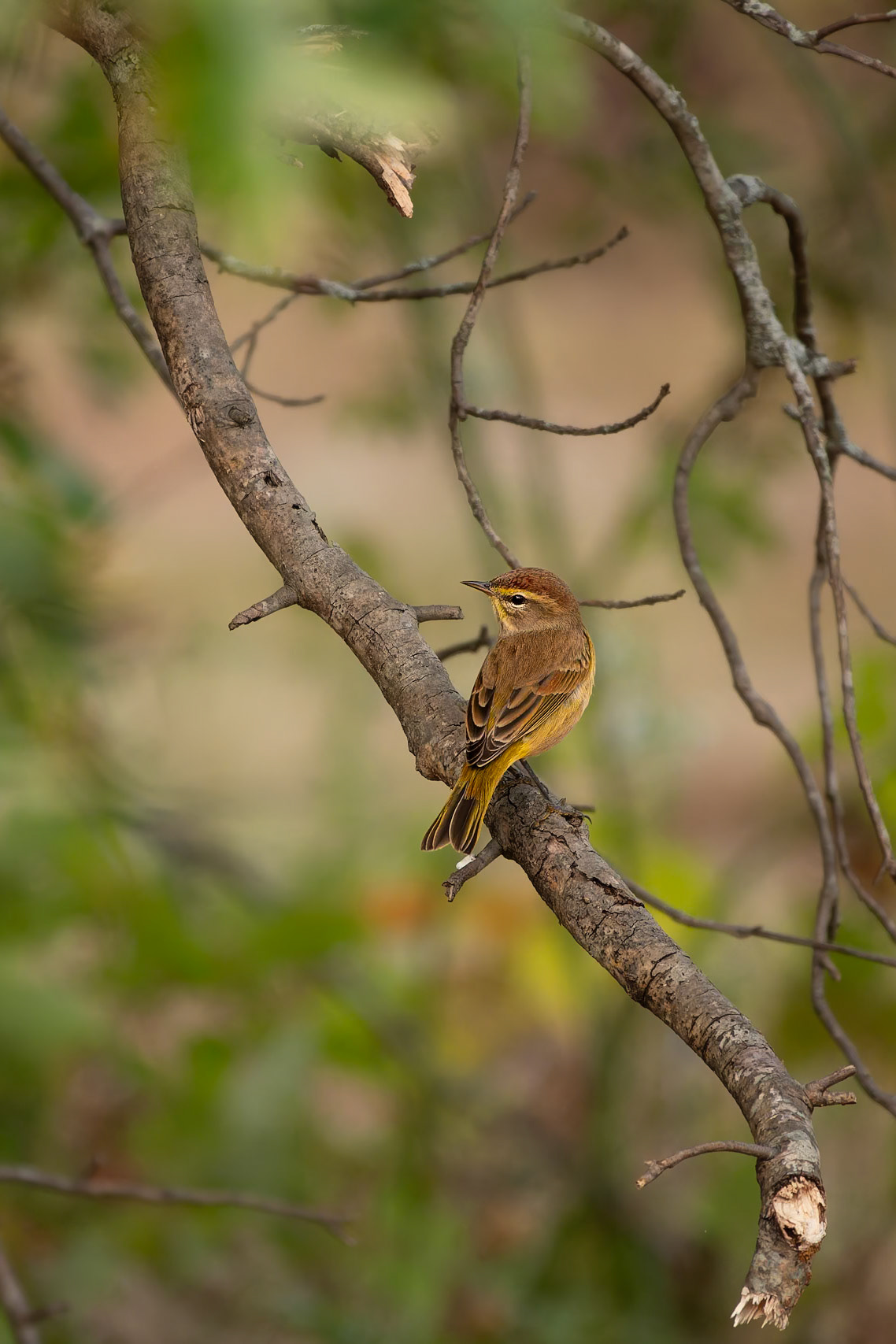 Palm Warbler