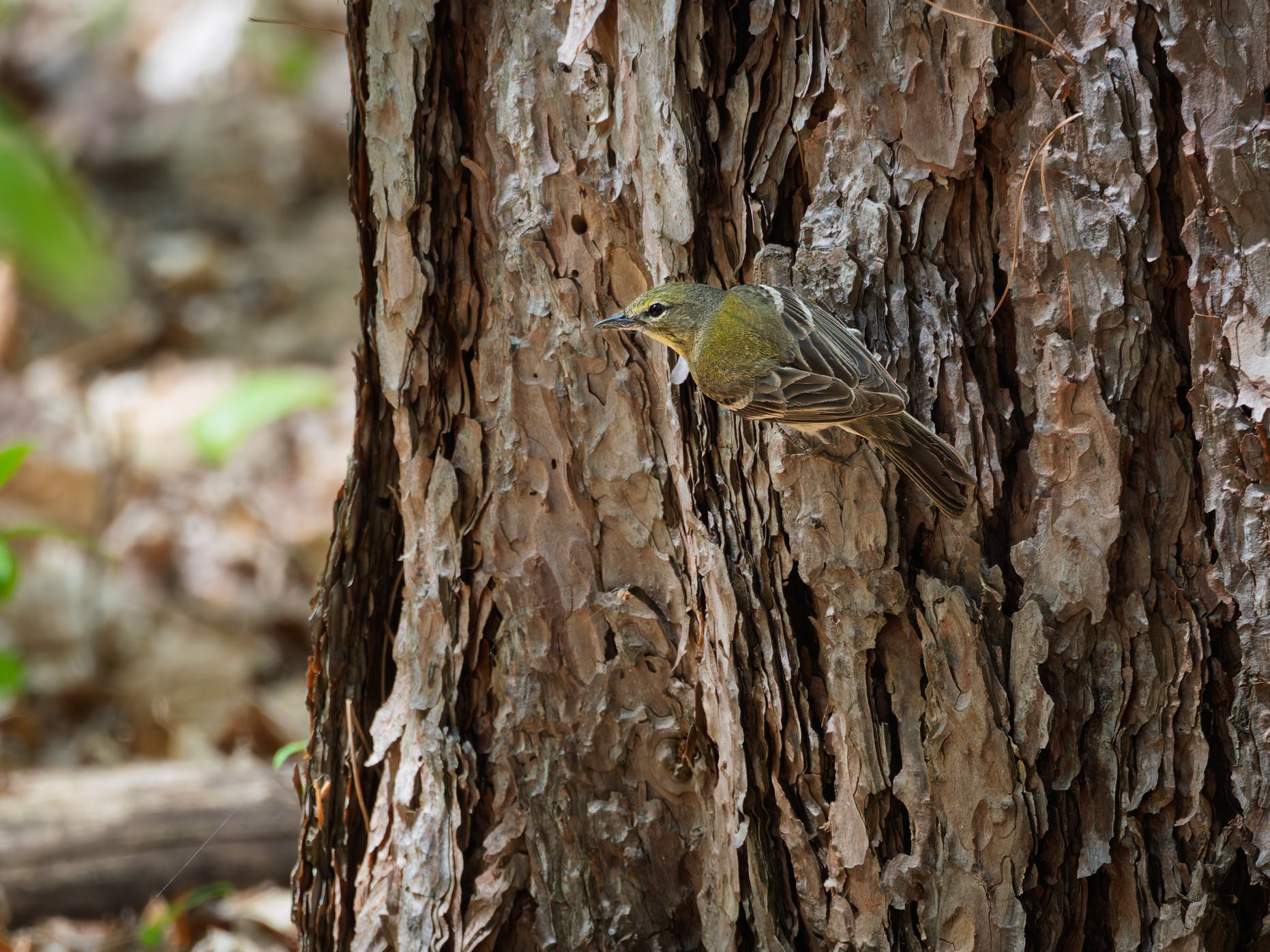 Pine Warbler
