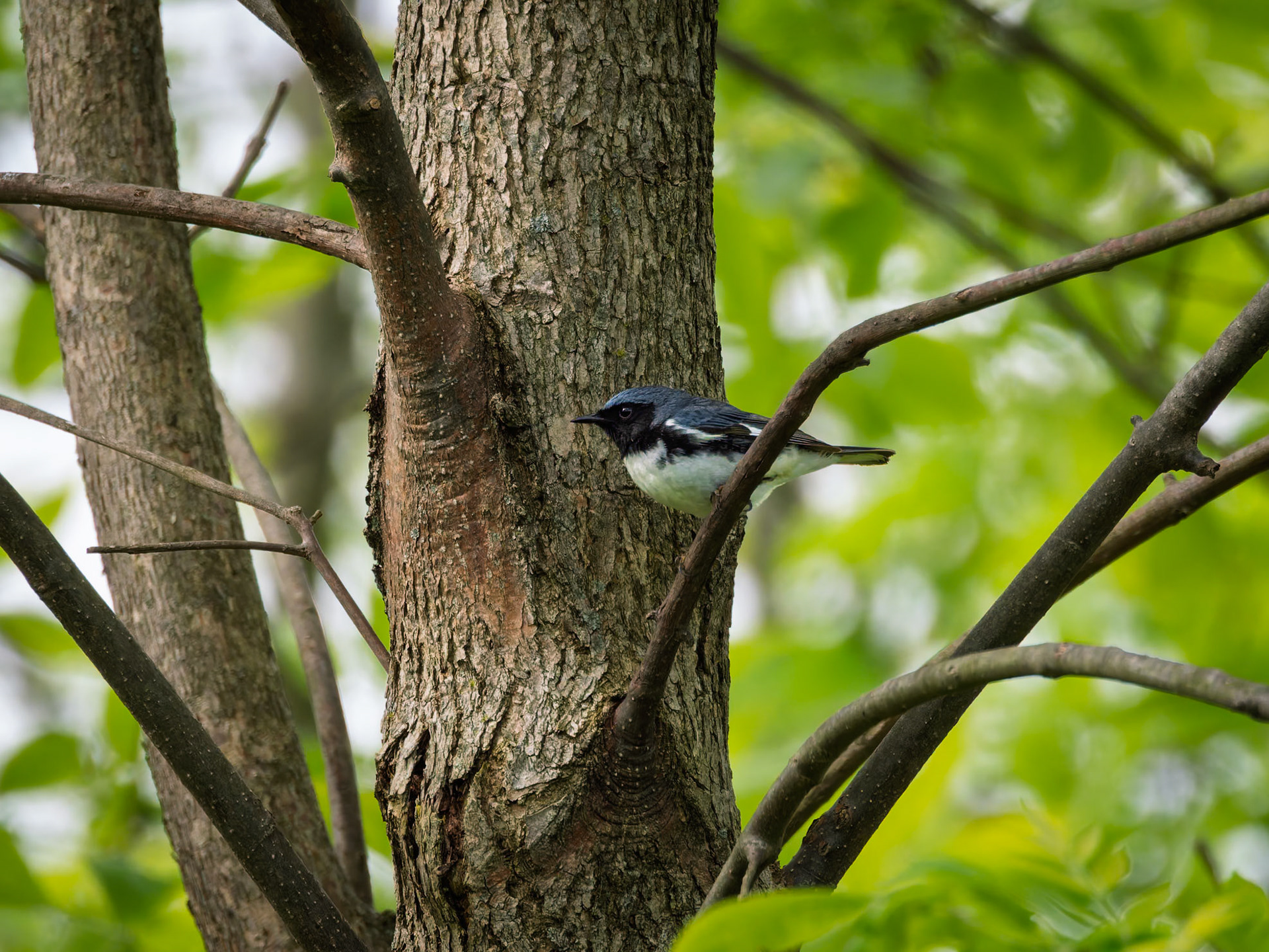 Black-throated Blue Warbler