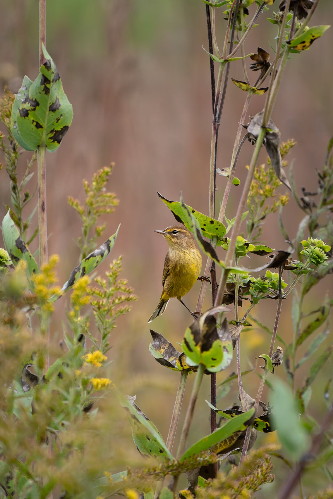 Palm Warbler