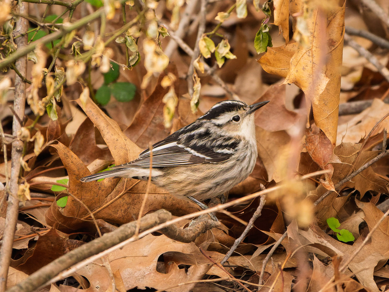 Black-and-white Warbler