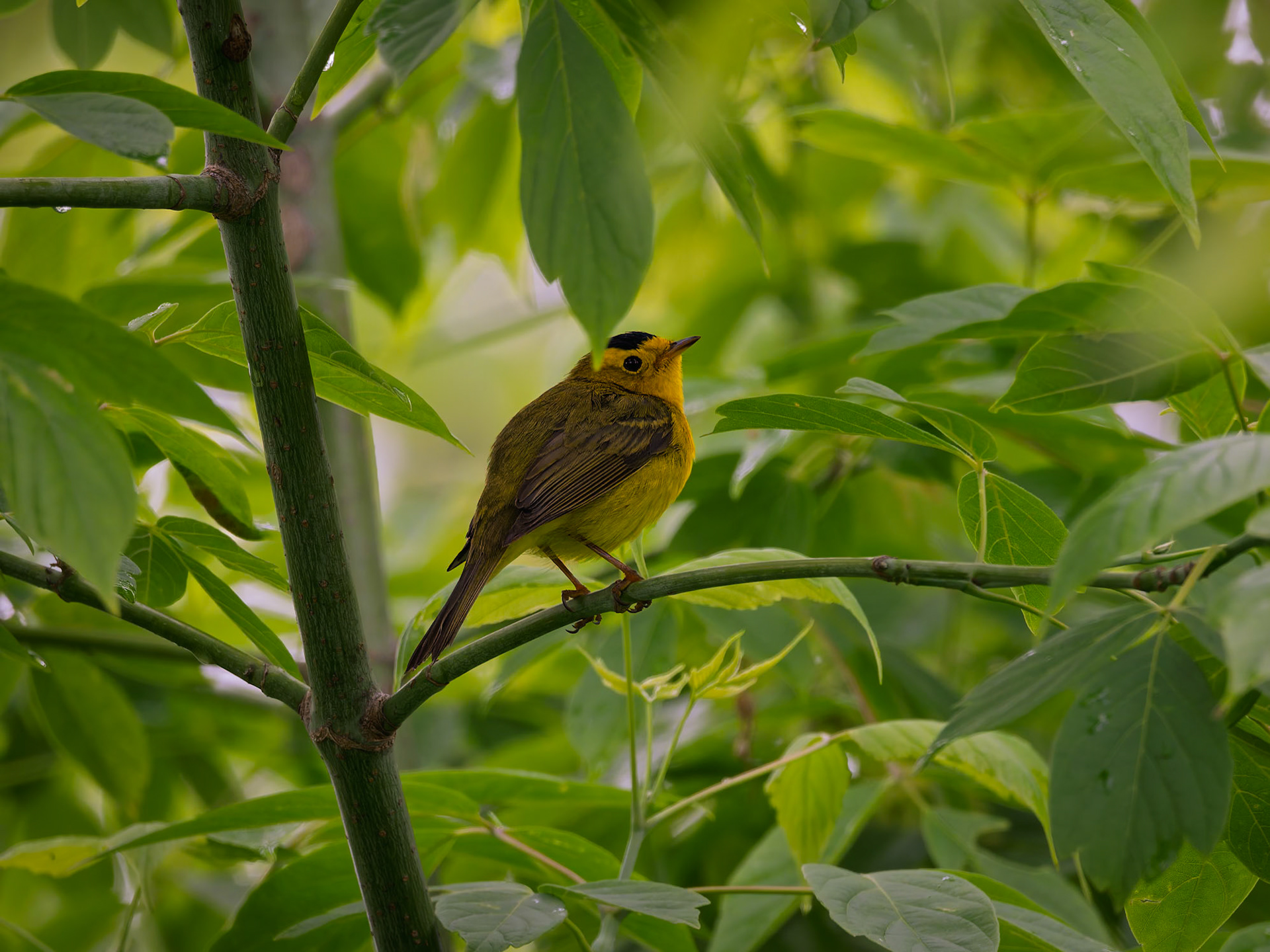 Wilson's Warbler