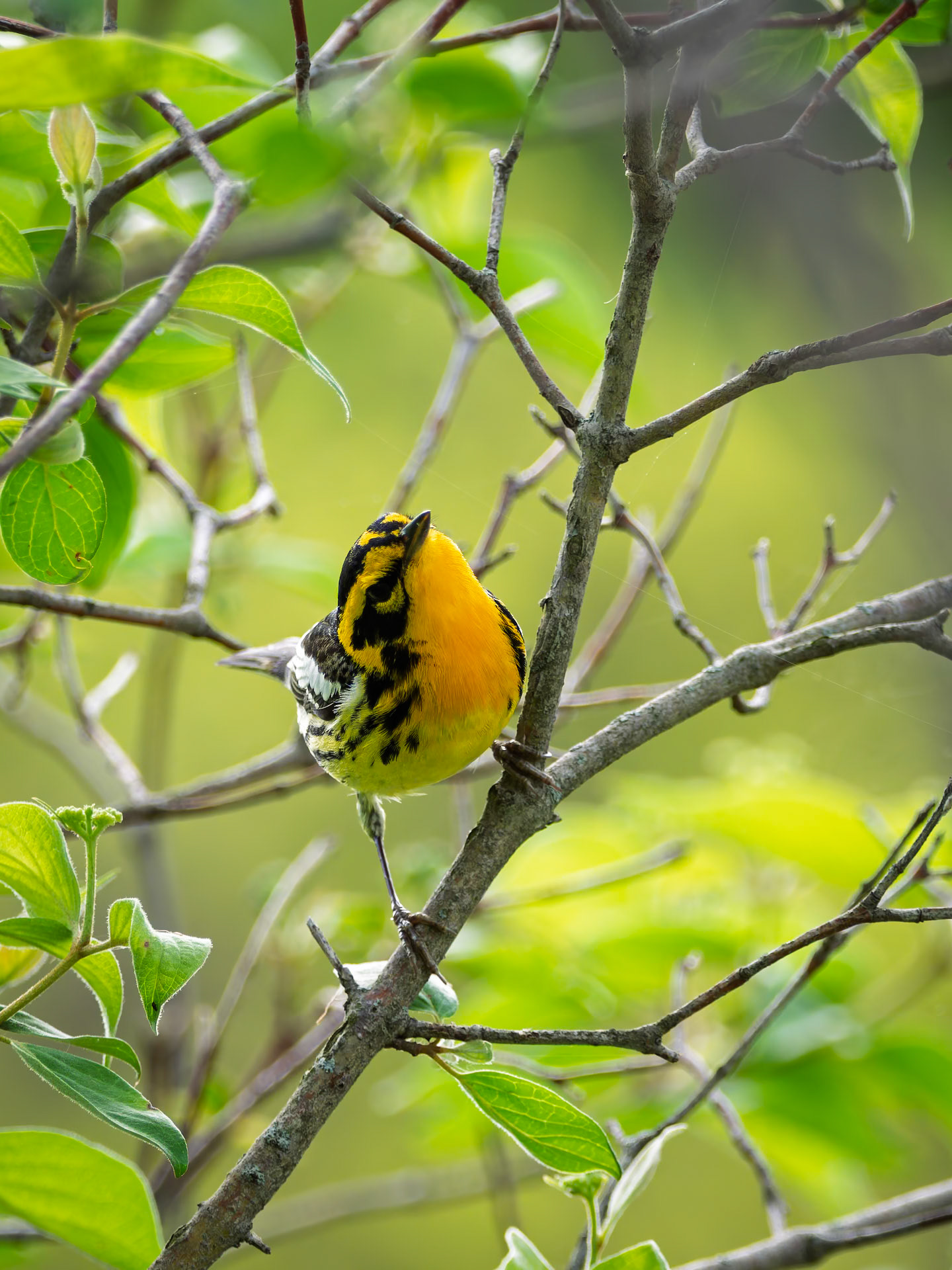 Blackburnian Warbler
