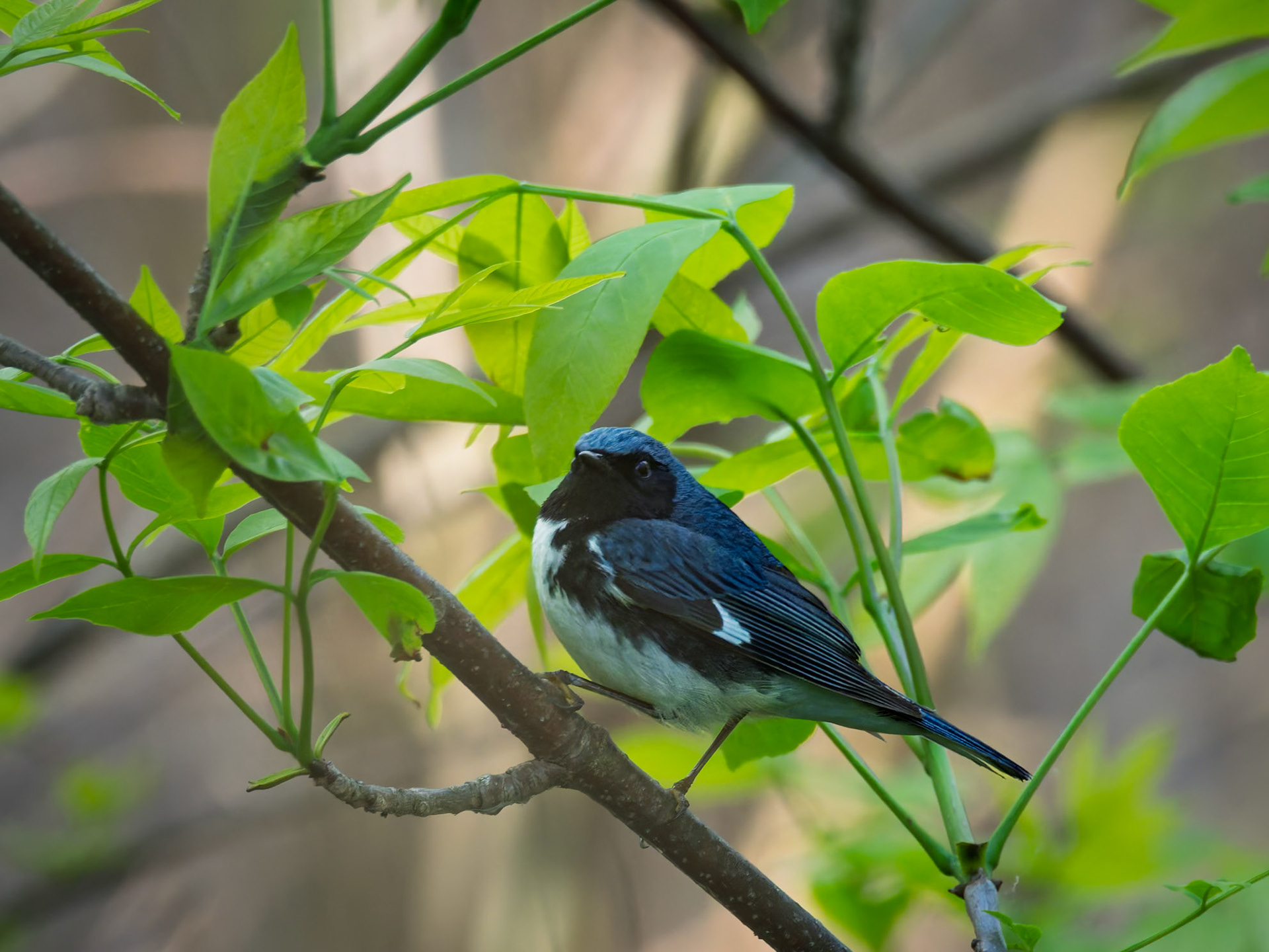 Black-throated Blue Warbler
