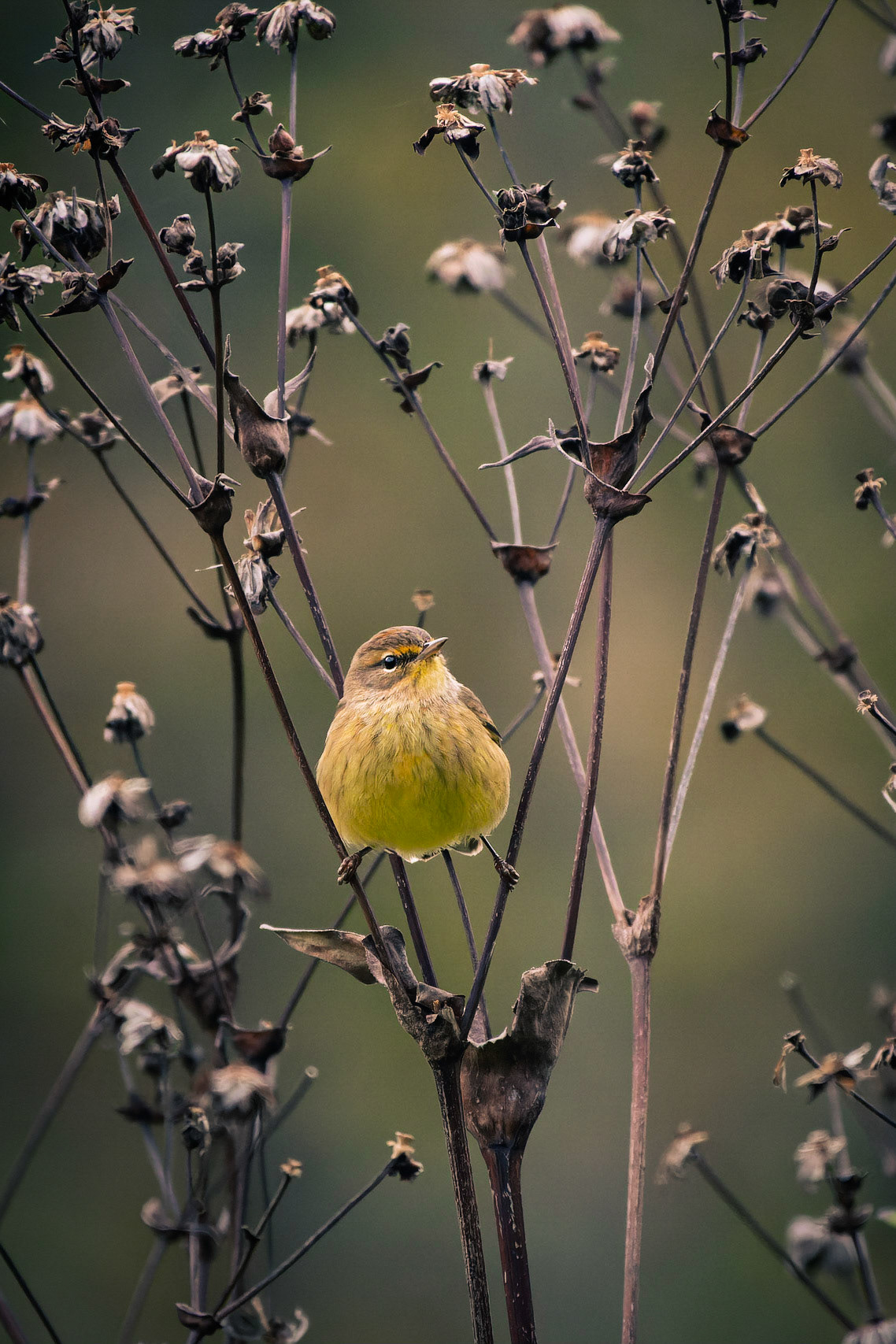 Palm Warbler