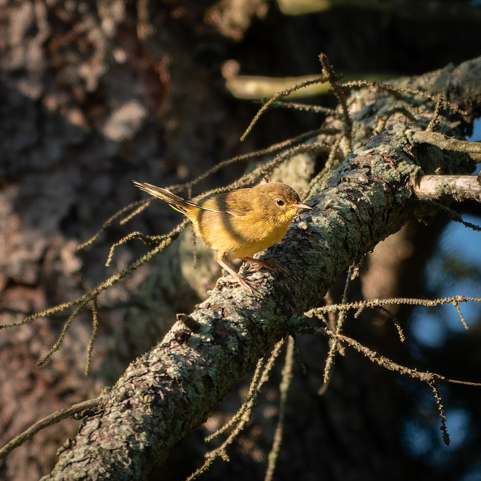 Orange-crowned Warbler