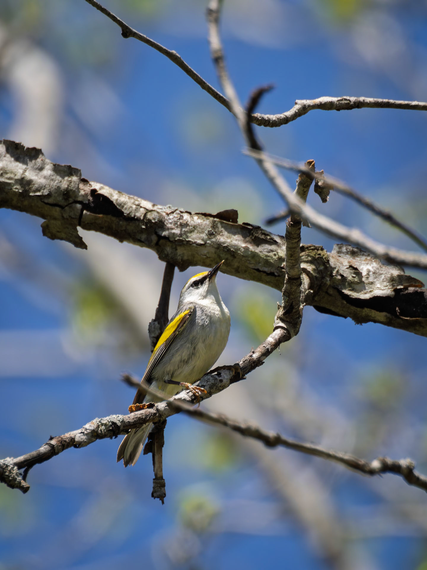 Brewster's Warbler (hybrid)