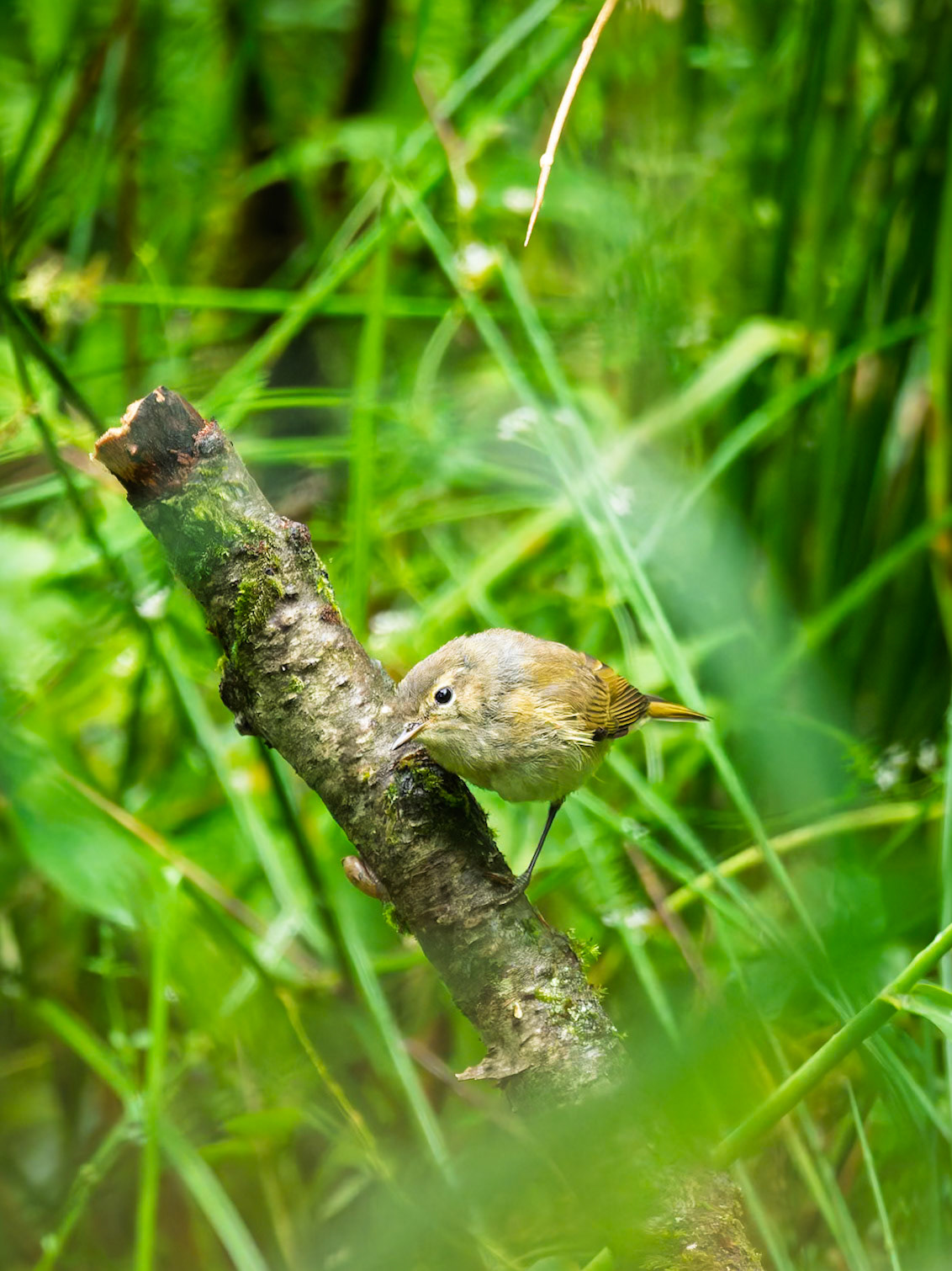 Common Chiffchaff