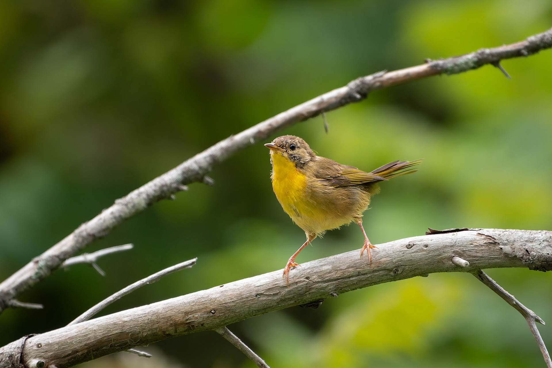 Common Yellowthroat