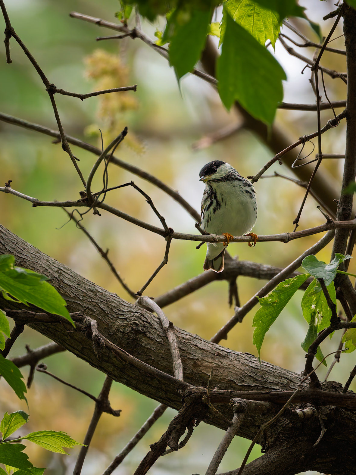 Blackpoll Warbler